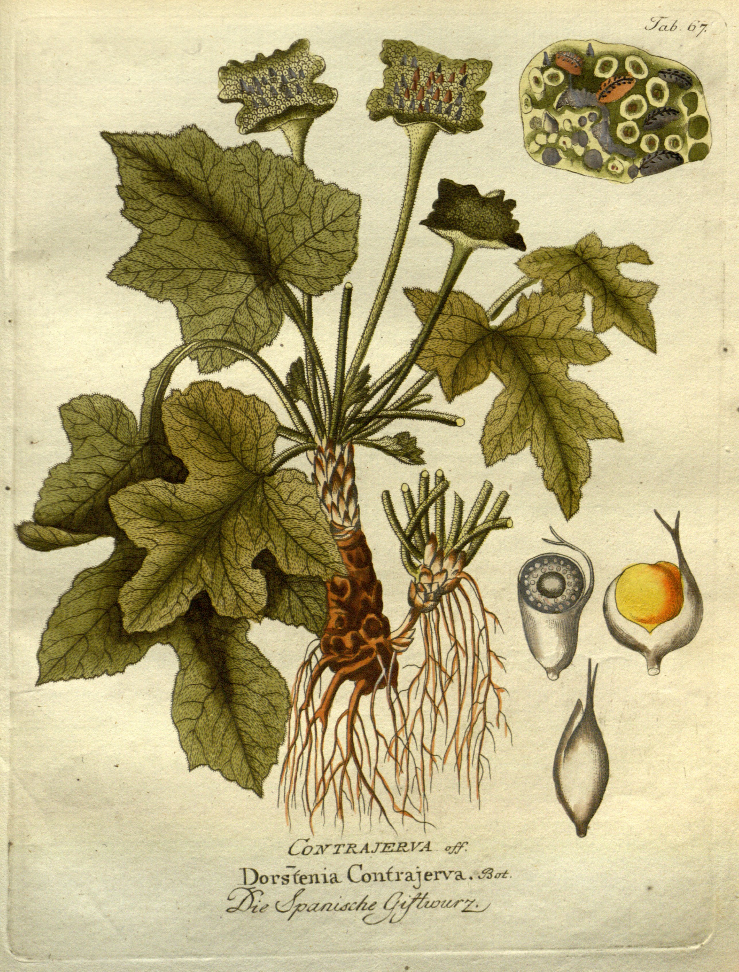 no full size  illustration available (3a)