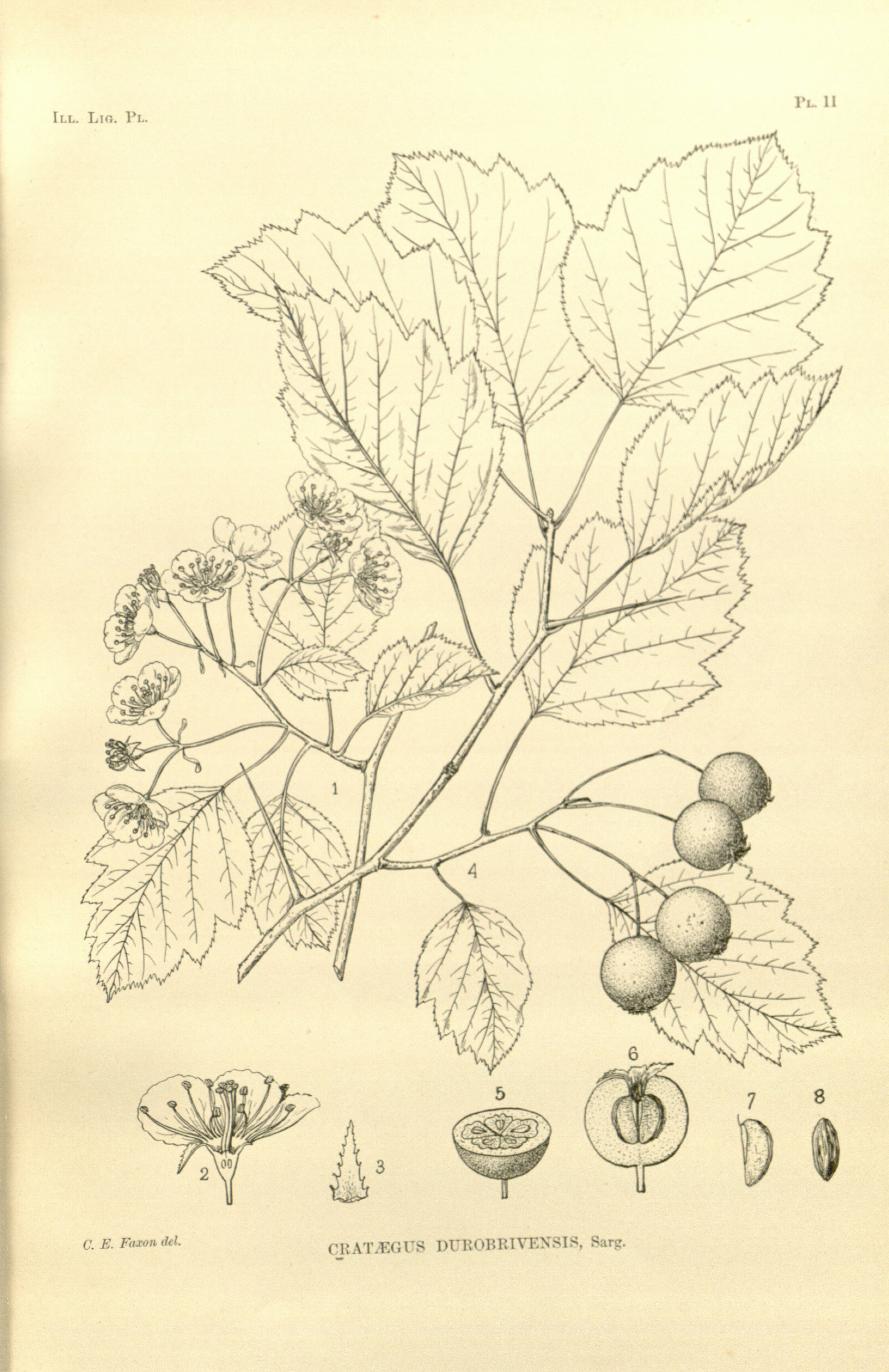 no full size  illustration available (3a)