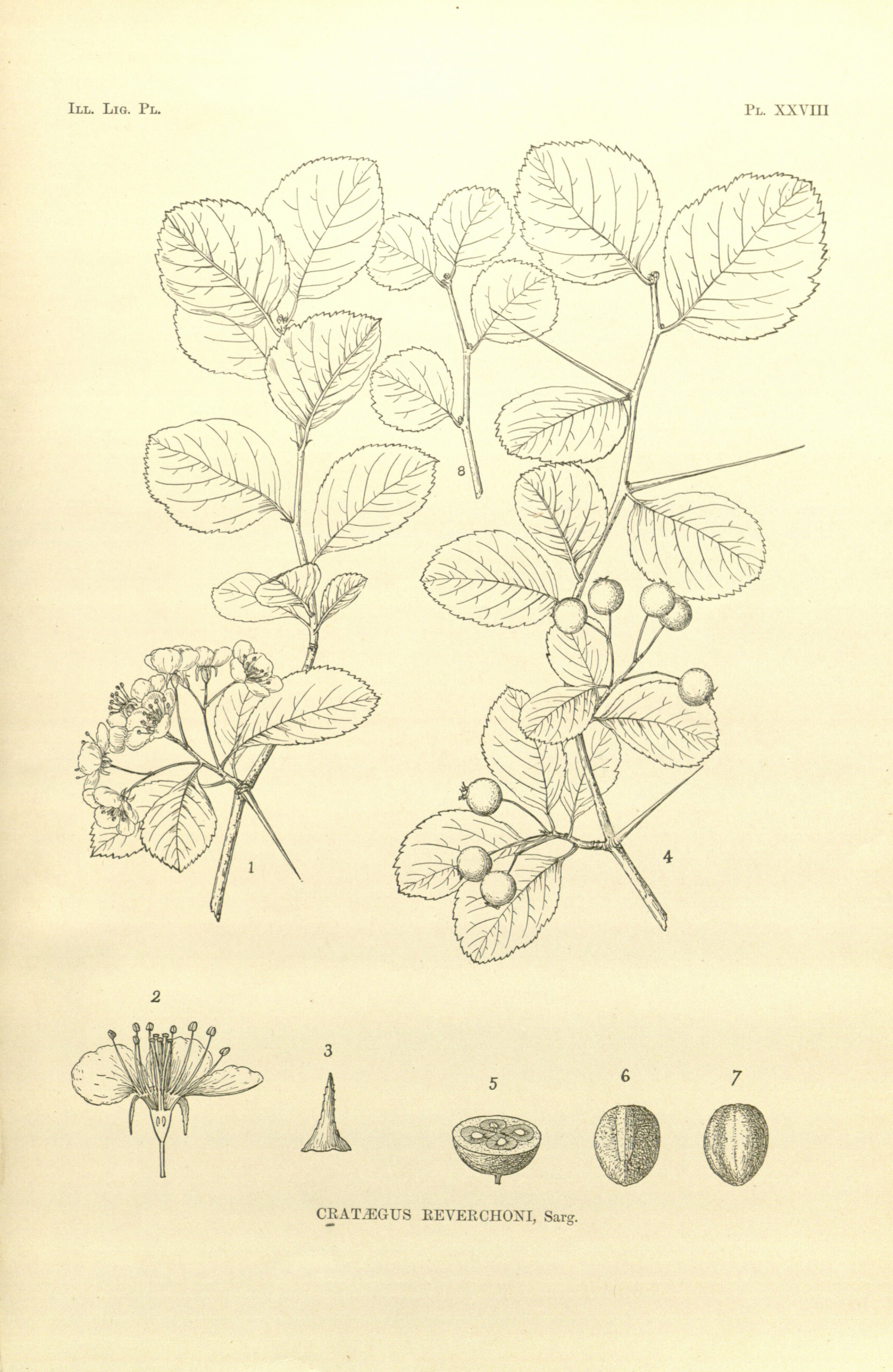 no full size  illustration available (3a)