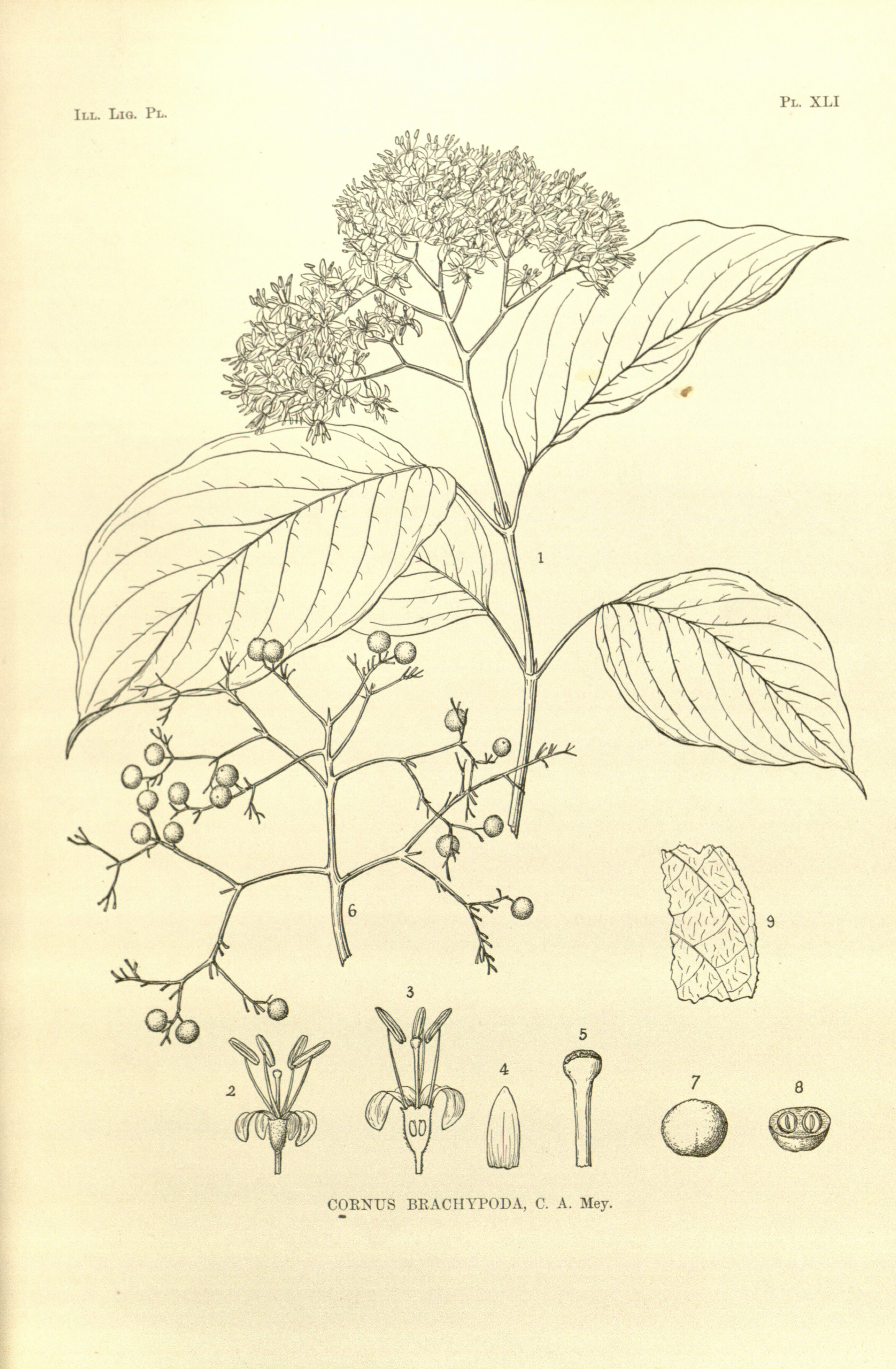 no full size  illustration available (3a)