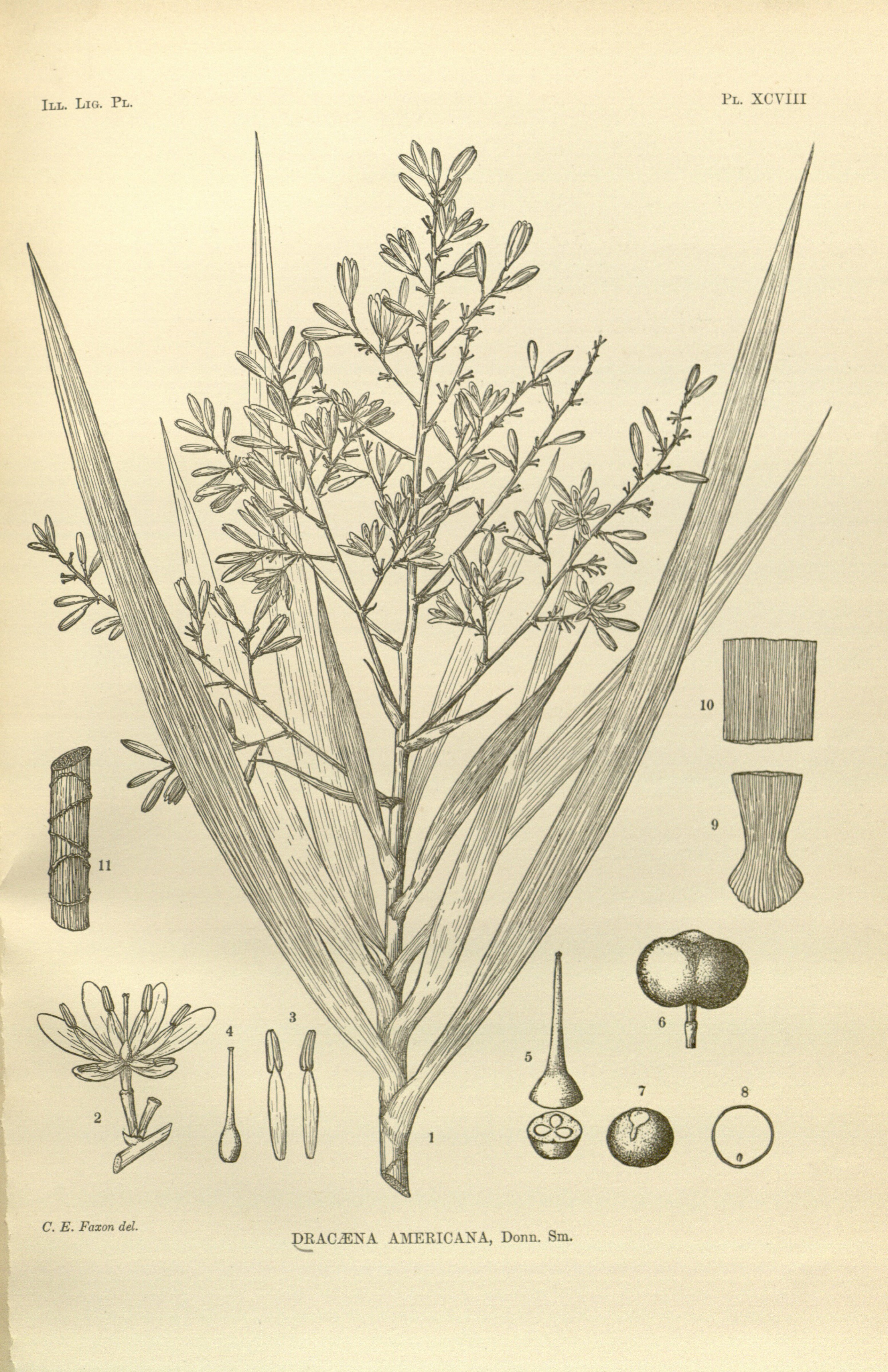 no full size  illustration available (3a)