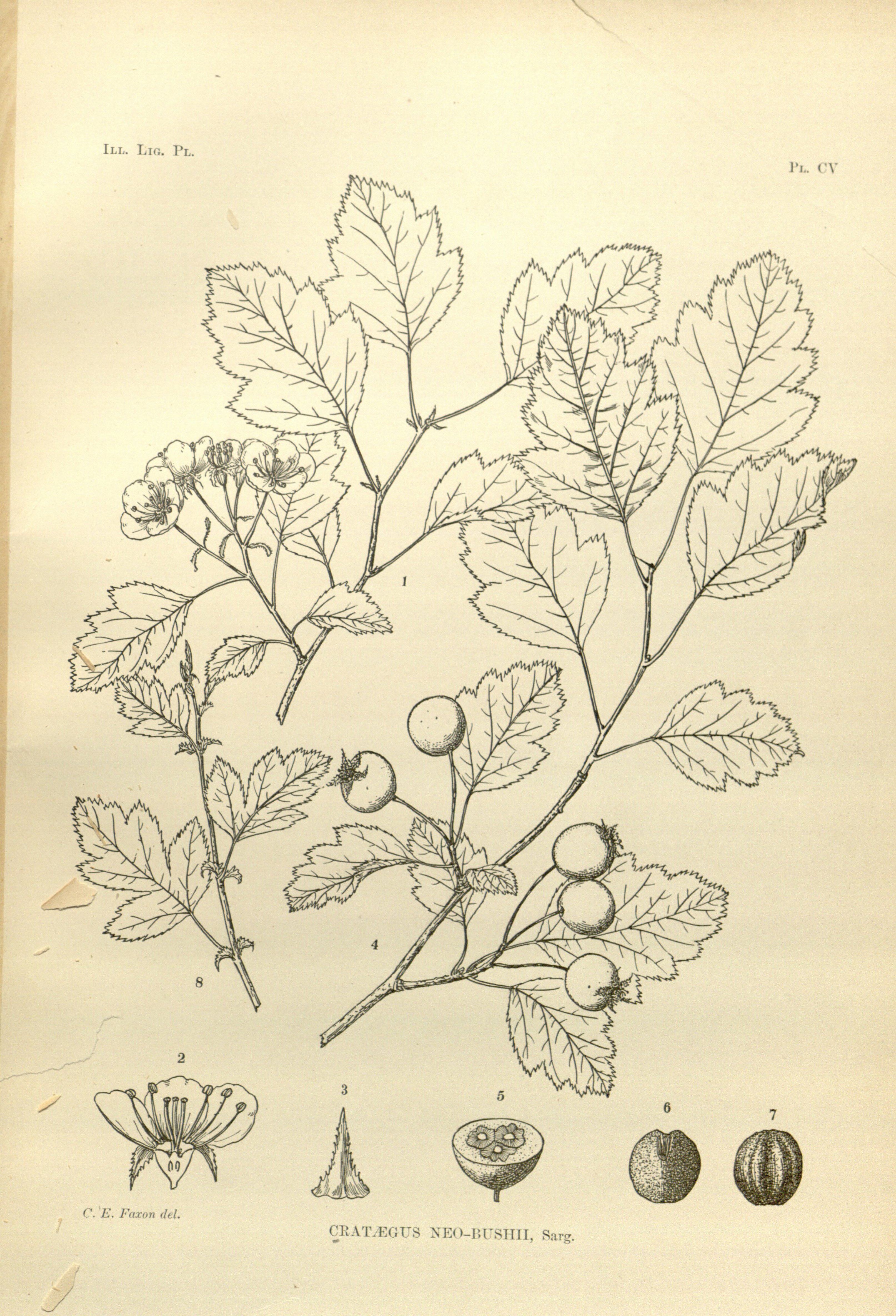 no full size  illustration available (3a)