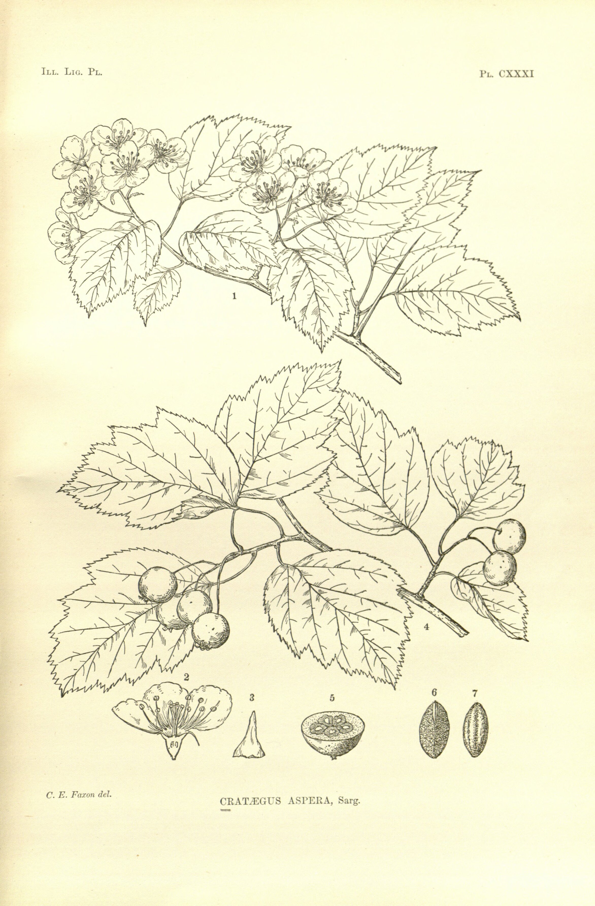 no full size  illustration available (3a)