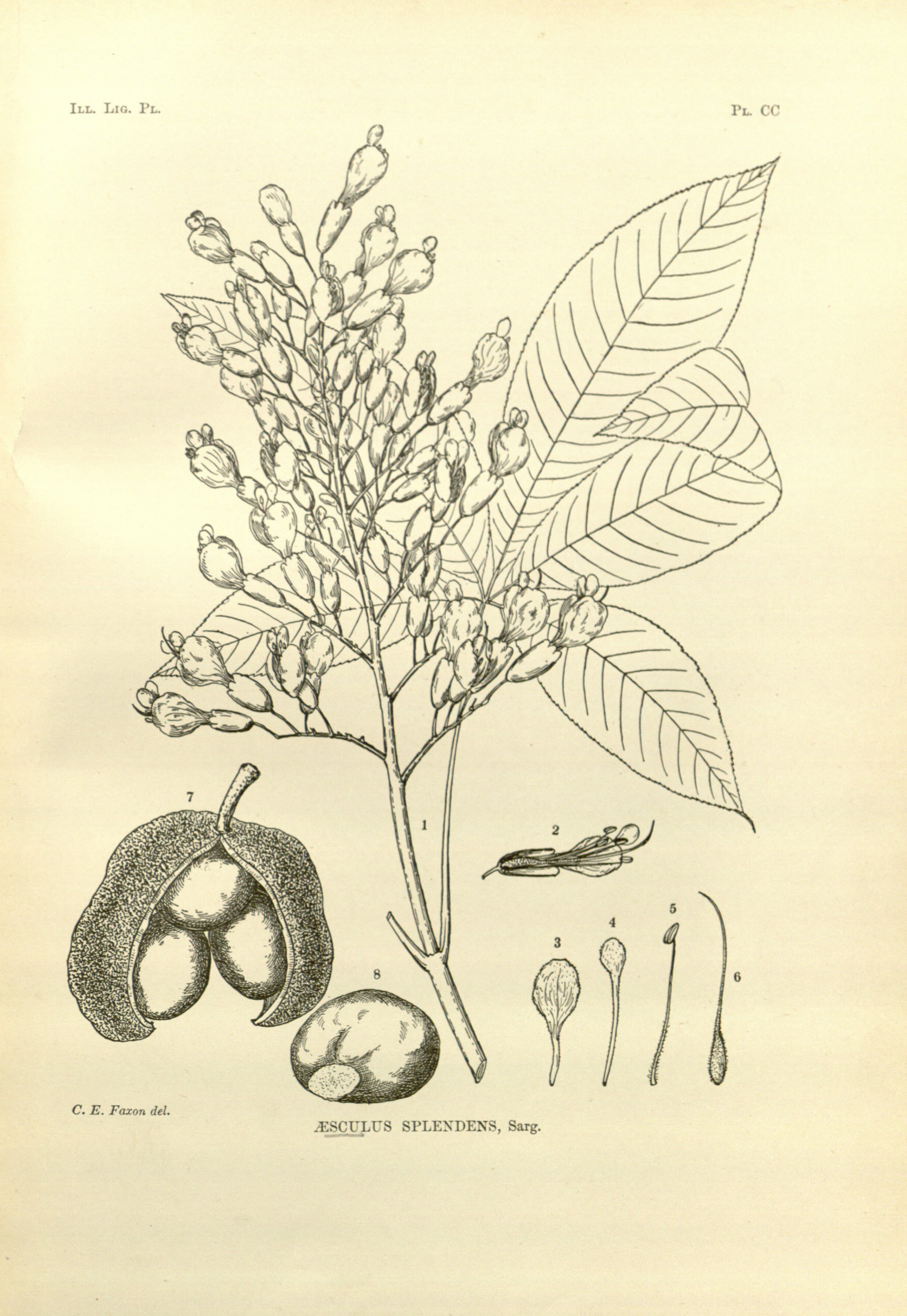 no full size  illustration available (3a)