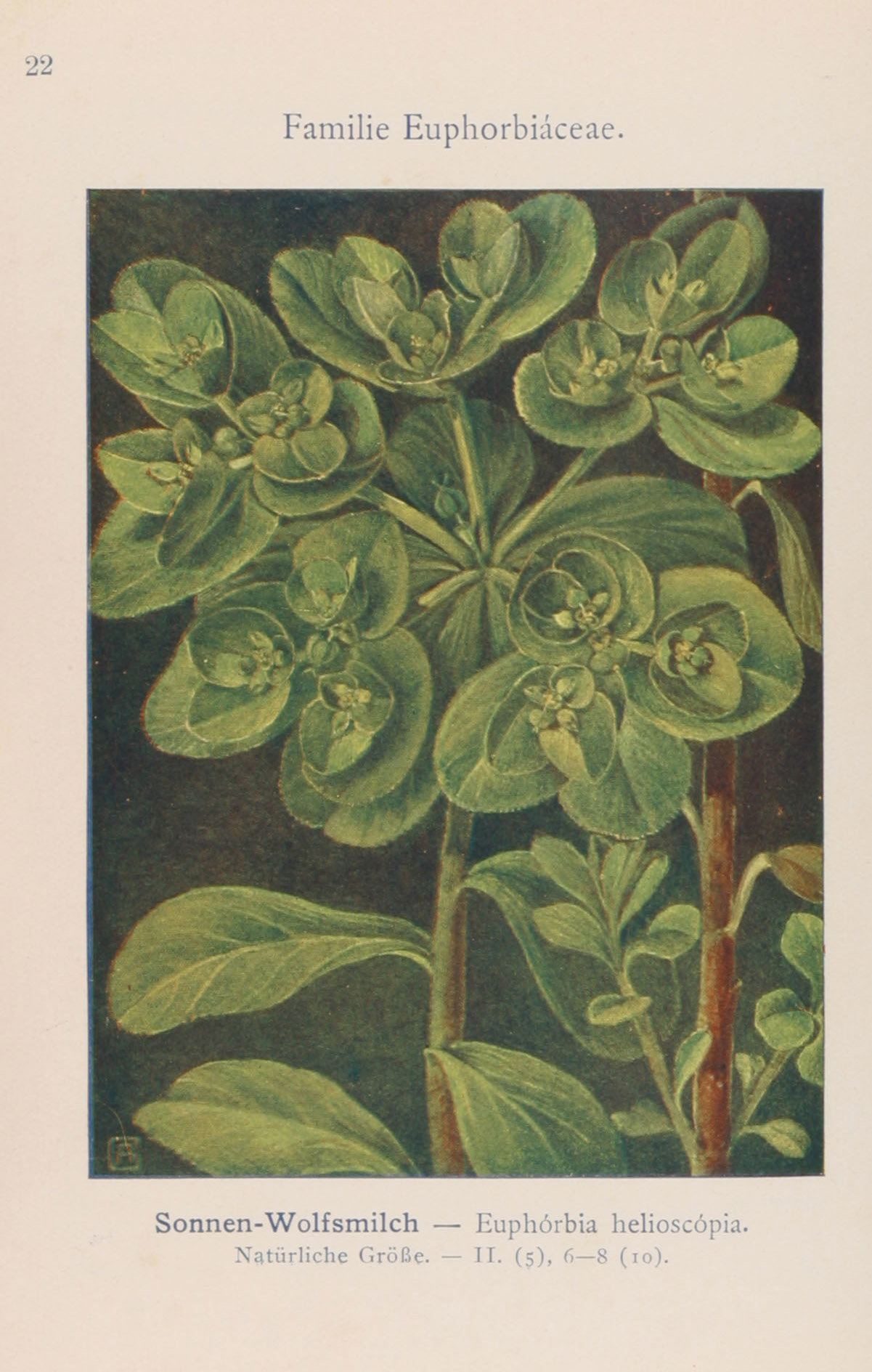 no full size  illustration available (3a)