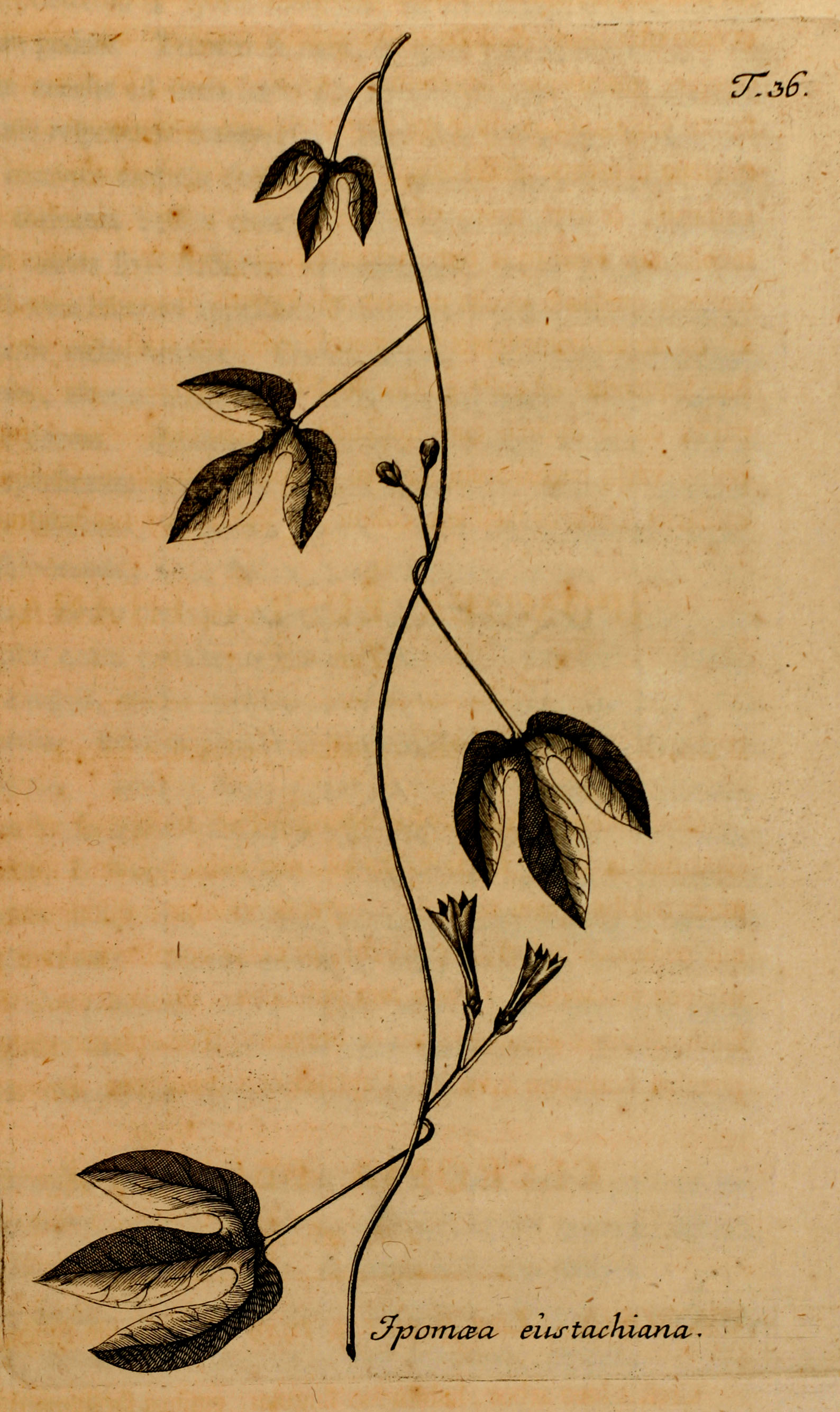 no full size  illustration available (3a)