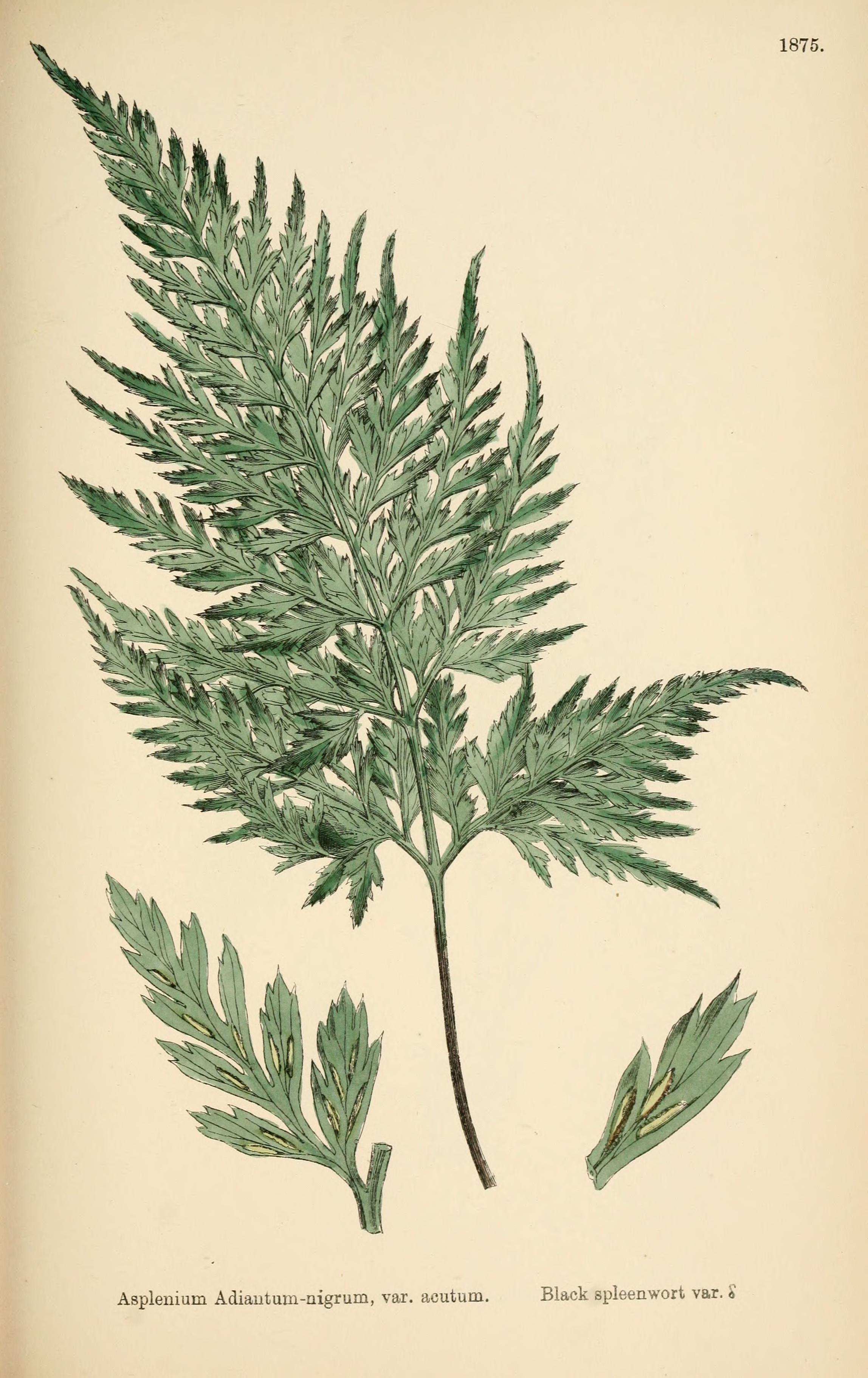 no full size  illustration available (3a)