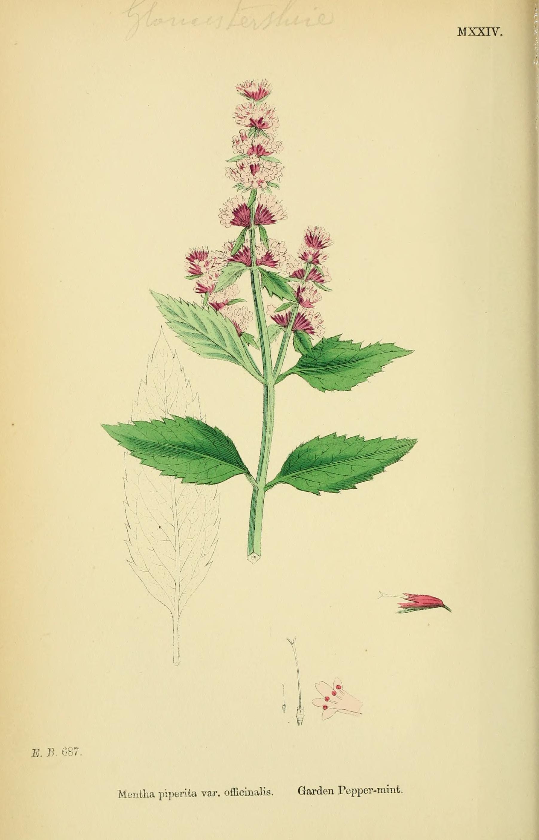 no full size  illustration available (3a)