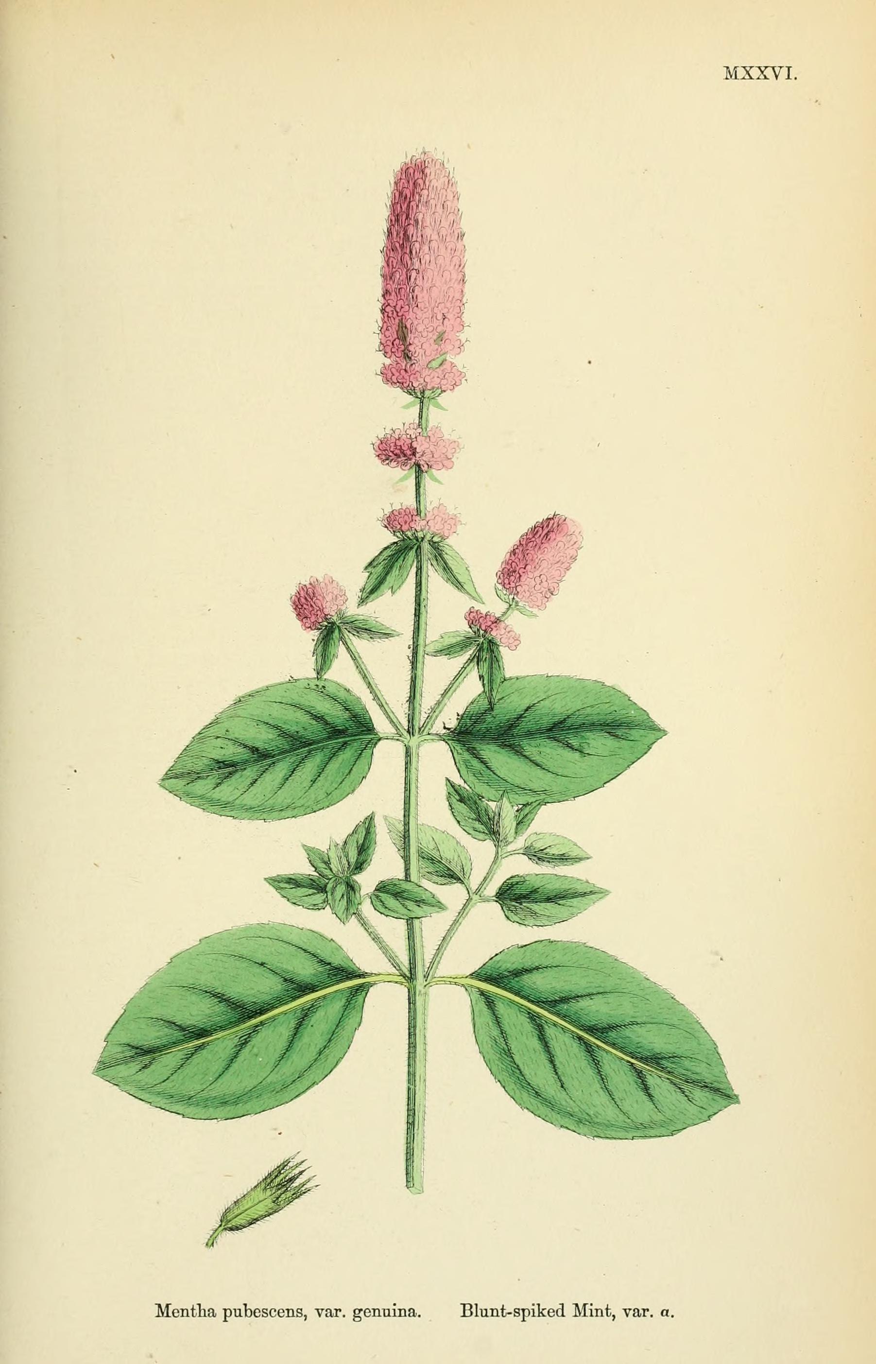 no full size  illustration available (3a)