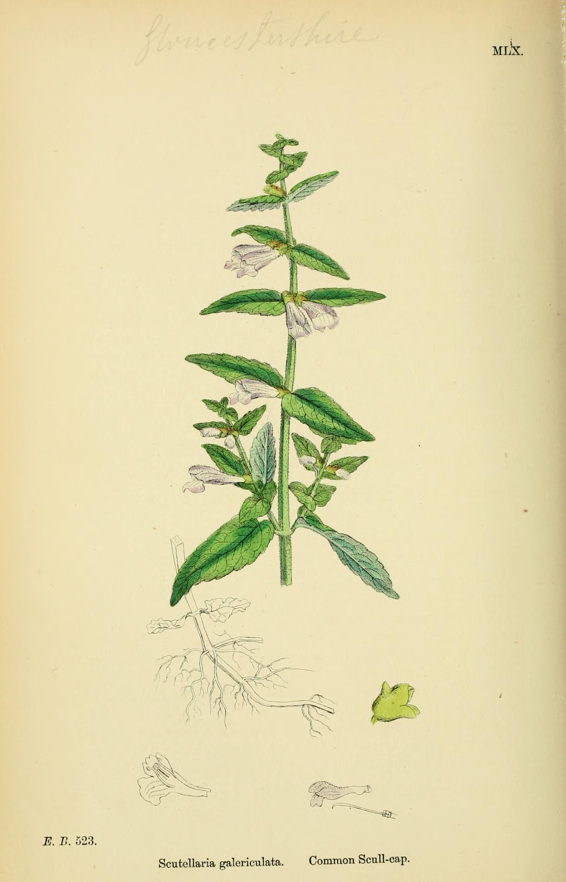 no full size  illustration available (3a)