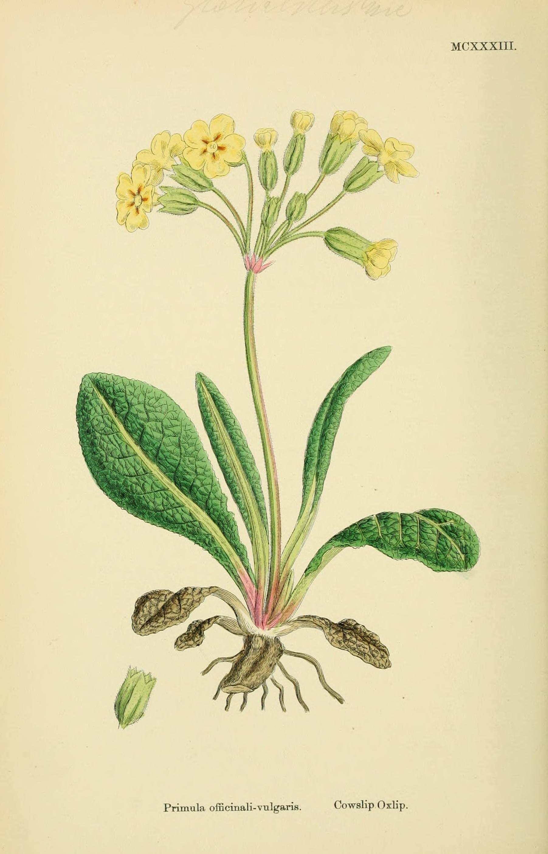 no full size  illustration available (3a)