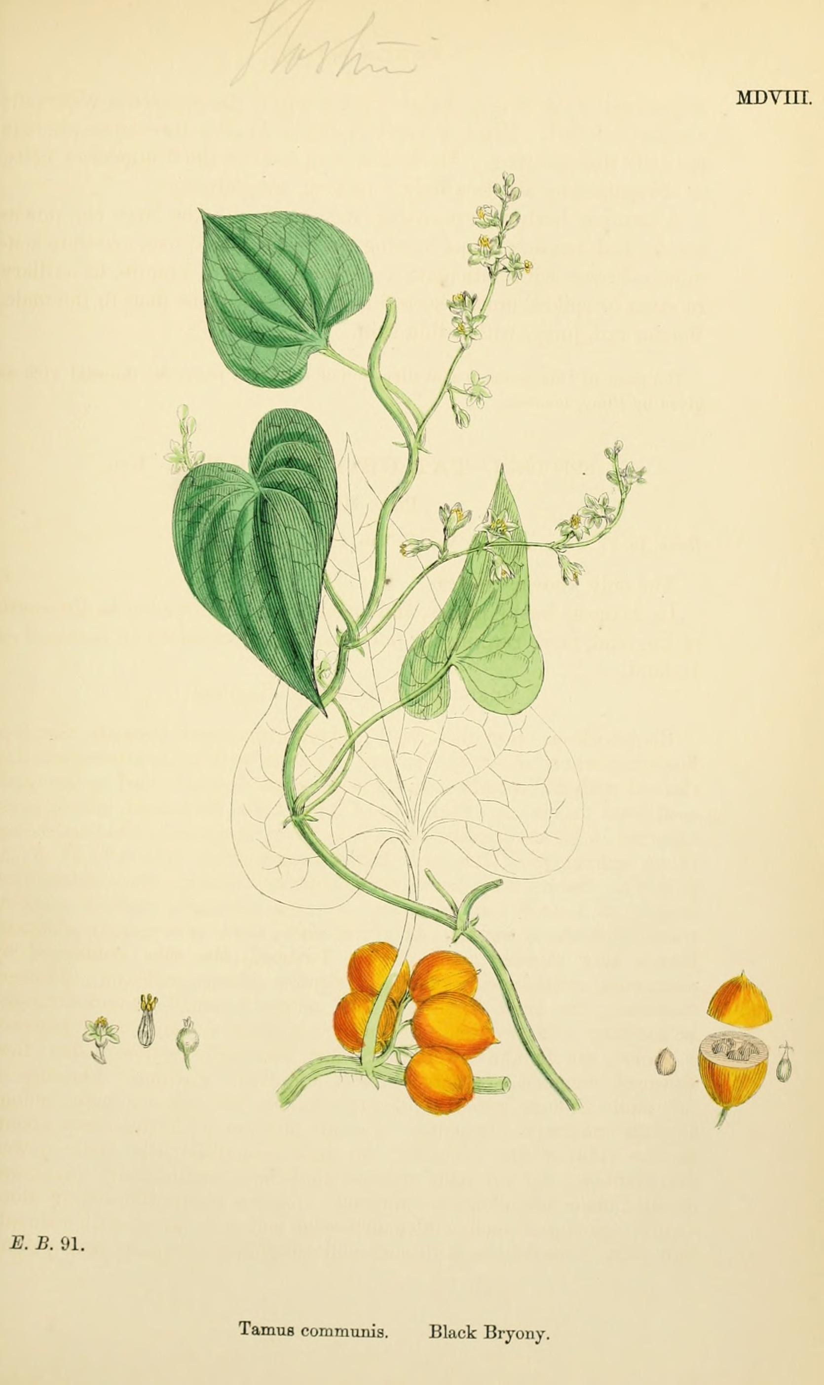 no full size  illustration available (3a)