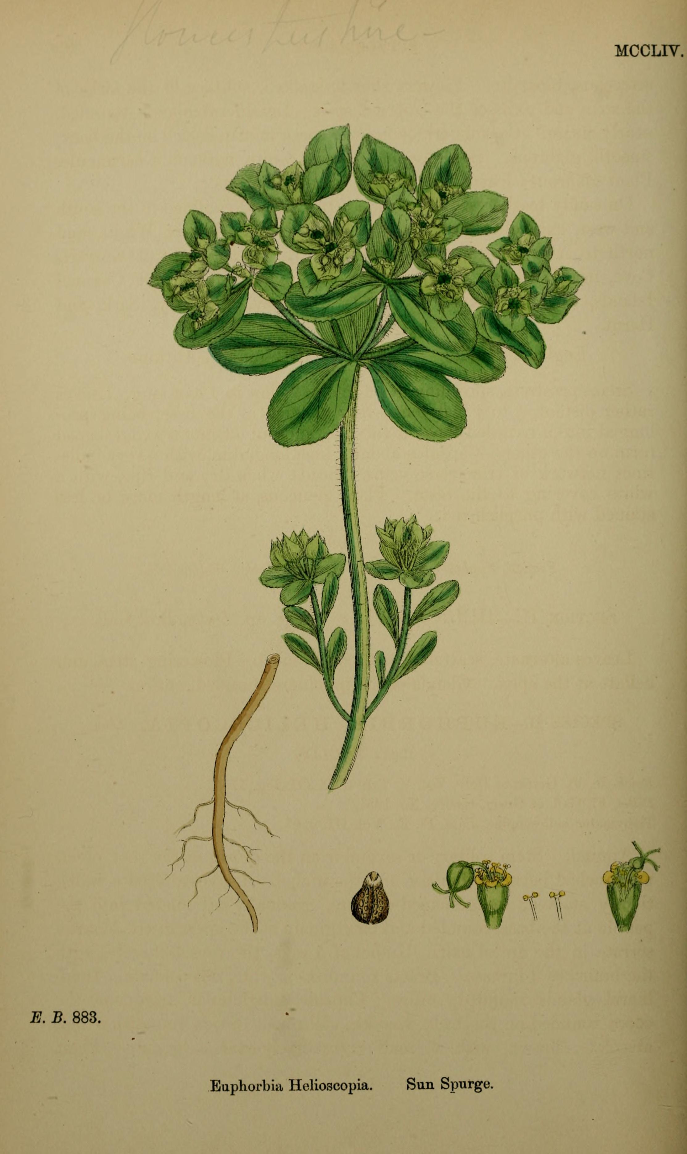 no full size  illustration available (3a)