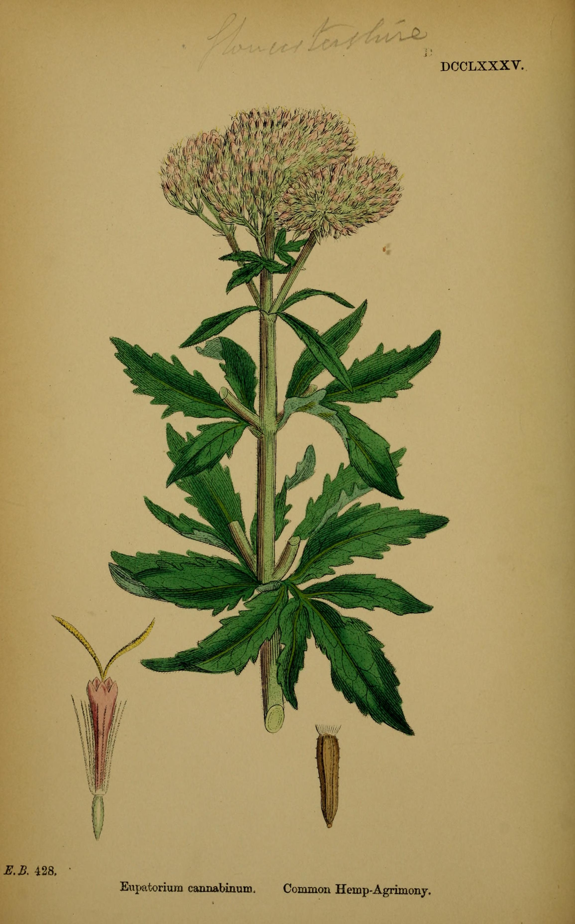 no full size  illustration available (3a)