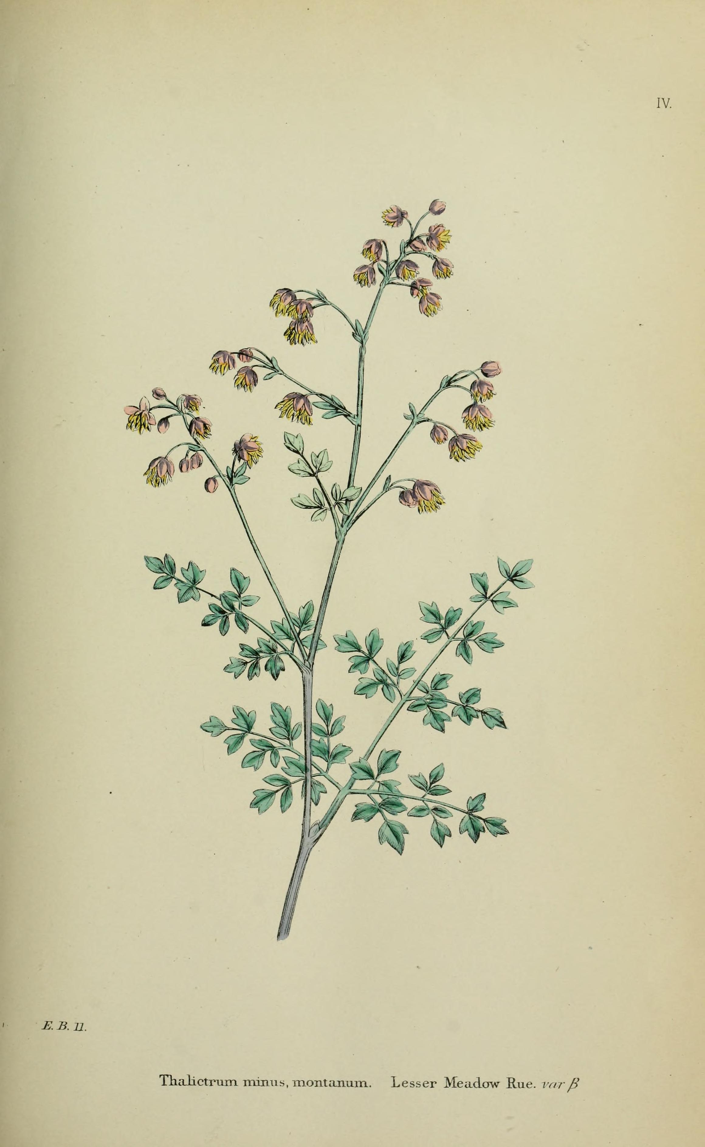 no full size  illustration available (3a)