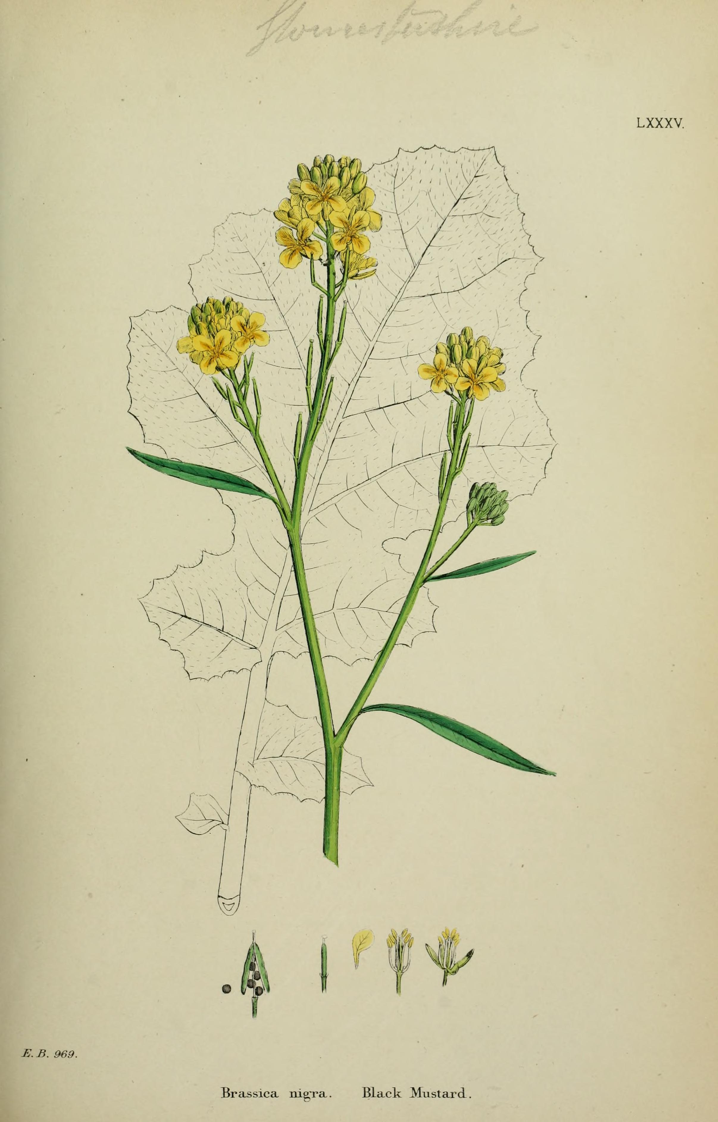 no full size  illustration available (3a)