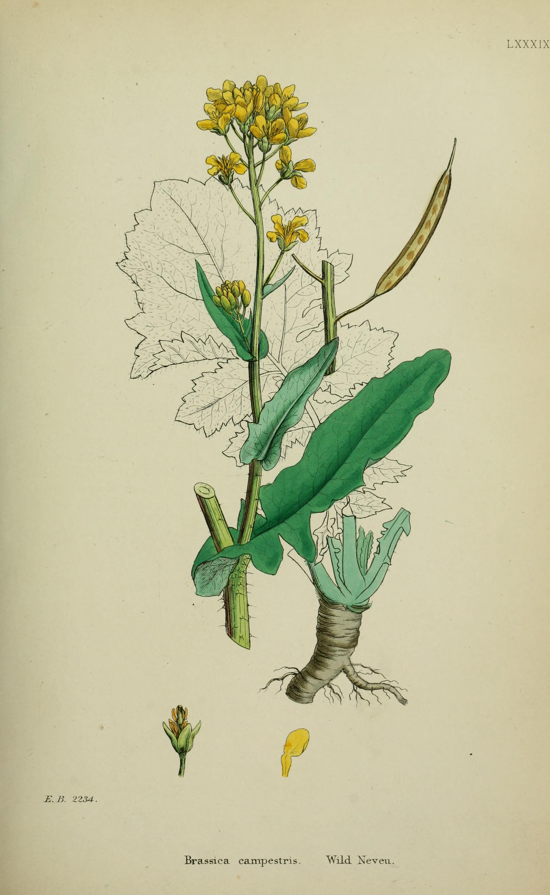 no full size  illustration available (3a)