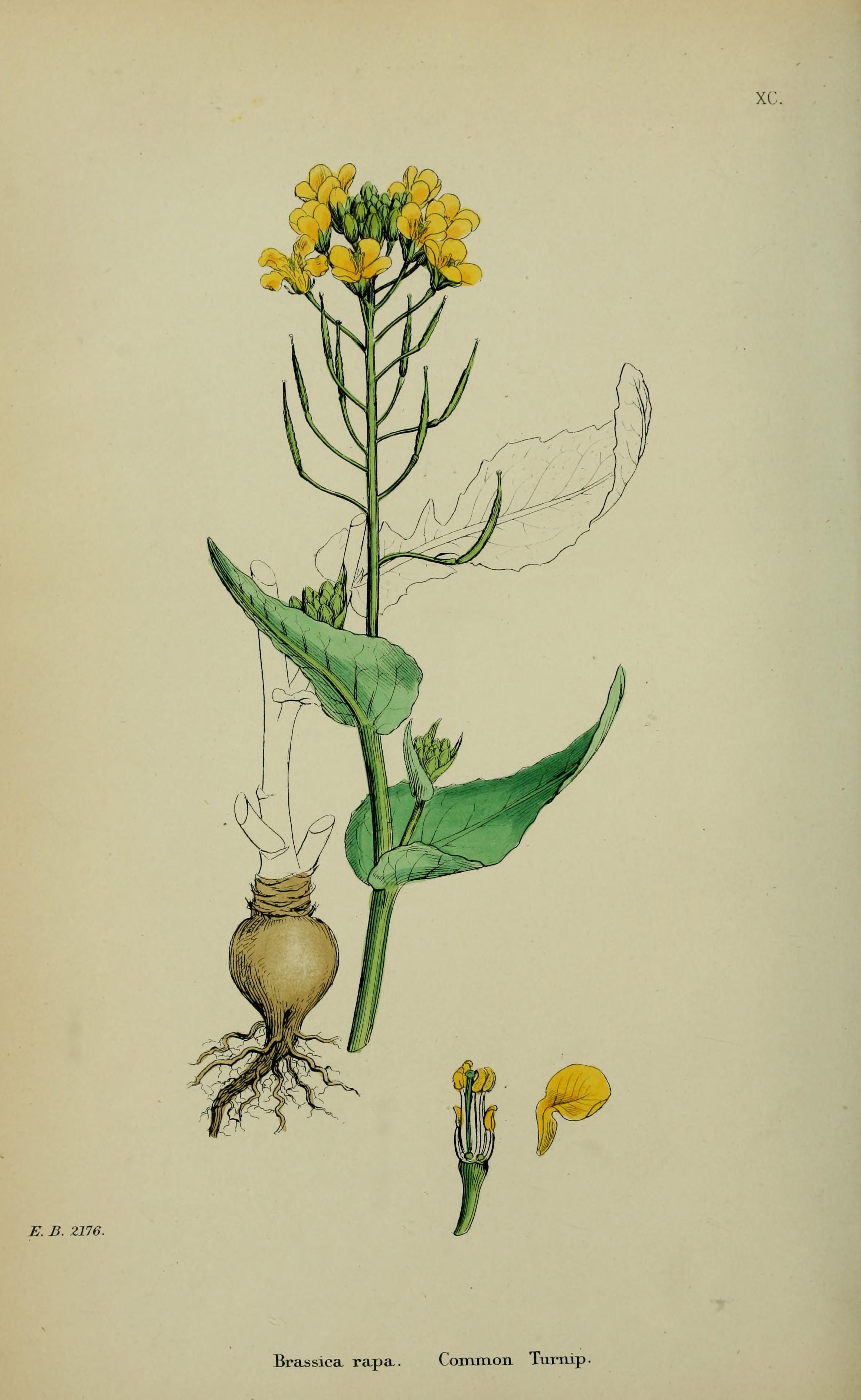 no full size  illustration available (3a)