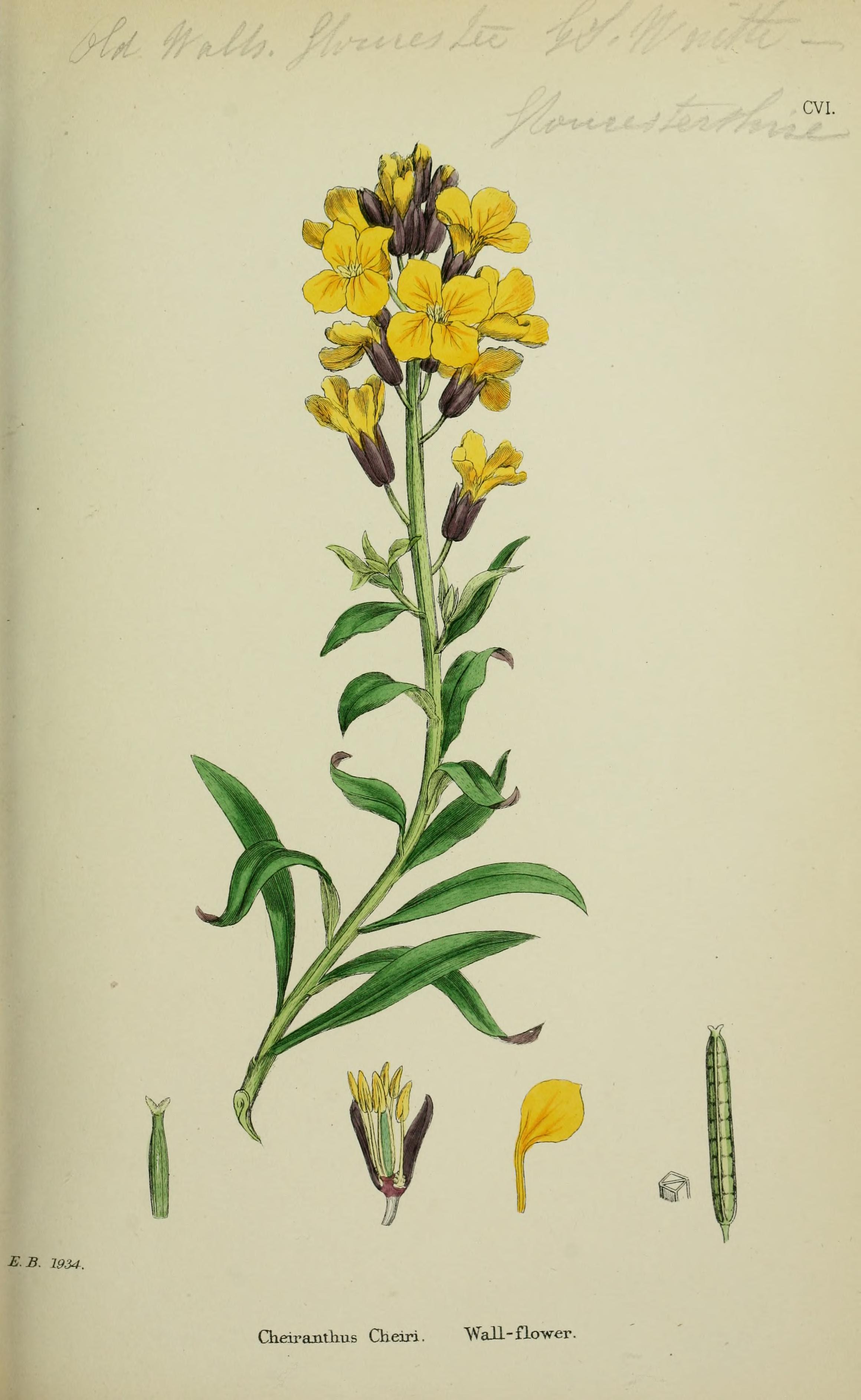 no full size  illustration available (3a)