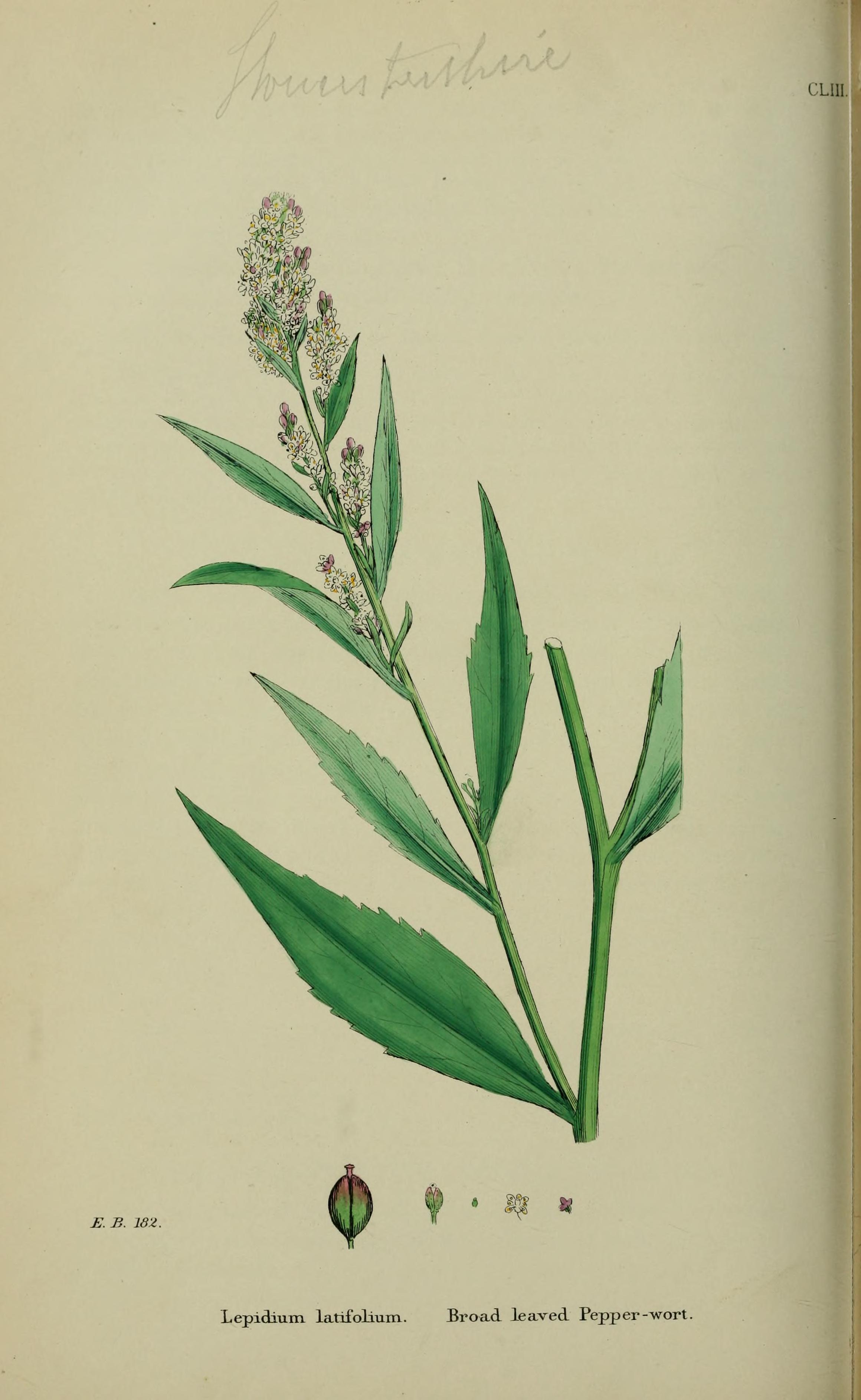 no full size  illustration available (3a)