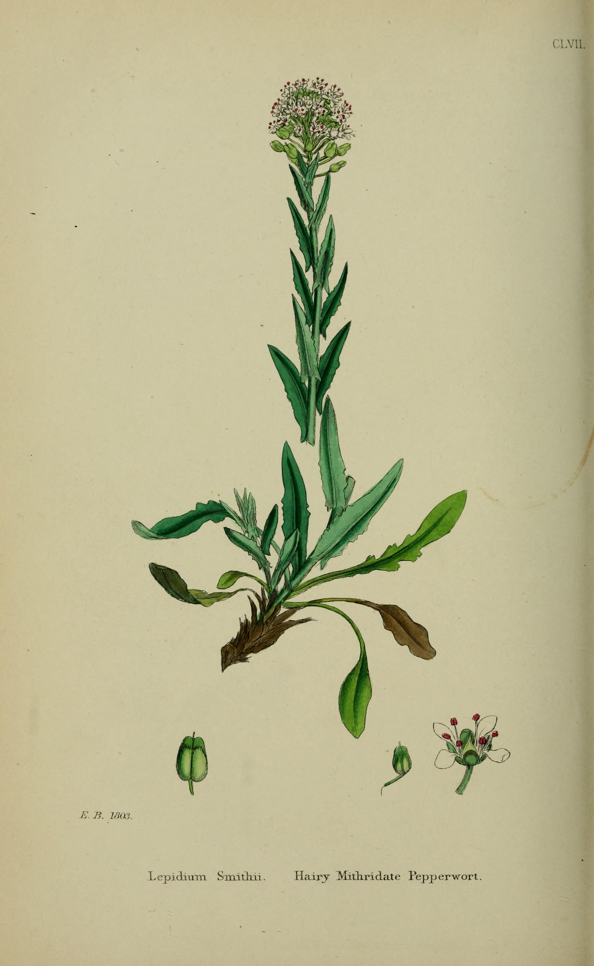 no full size  illustration available (3a)