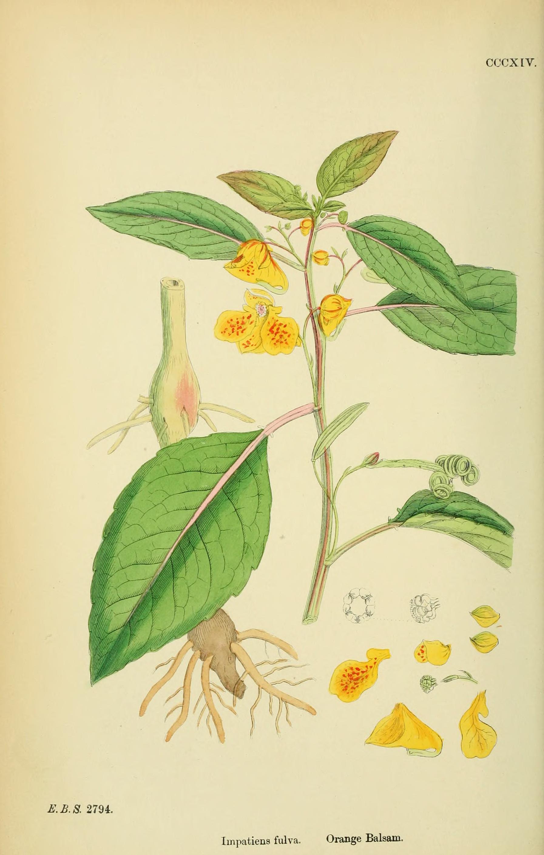 no full size  illustration available (3a)