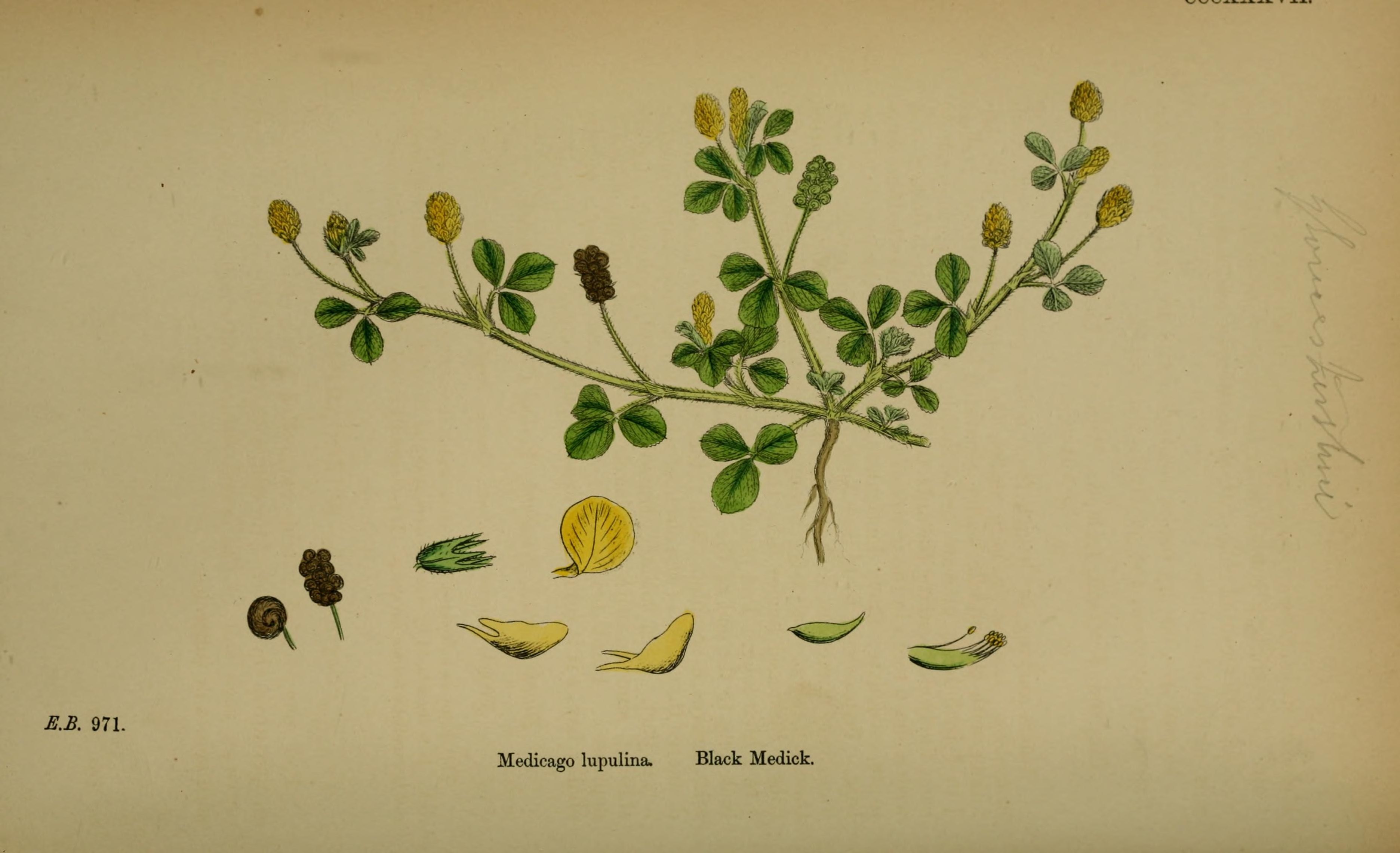 no full size  illustration available (3a)