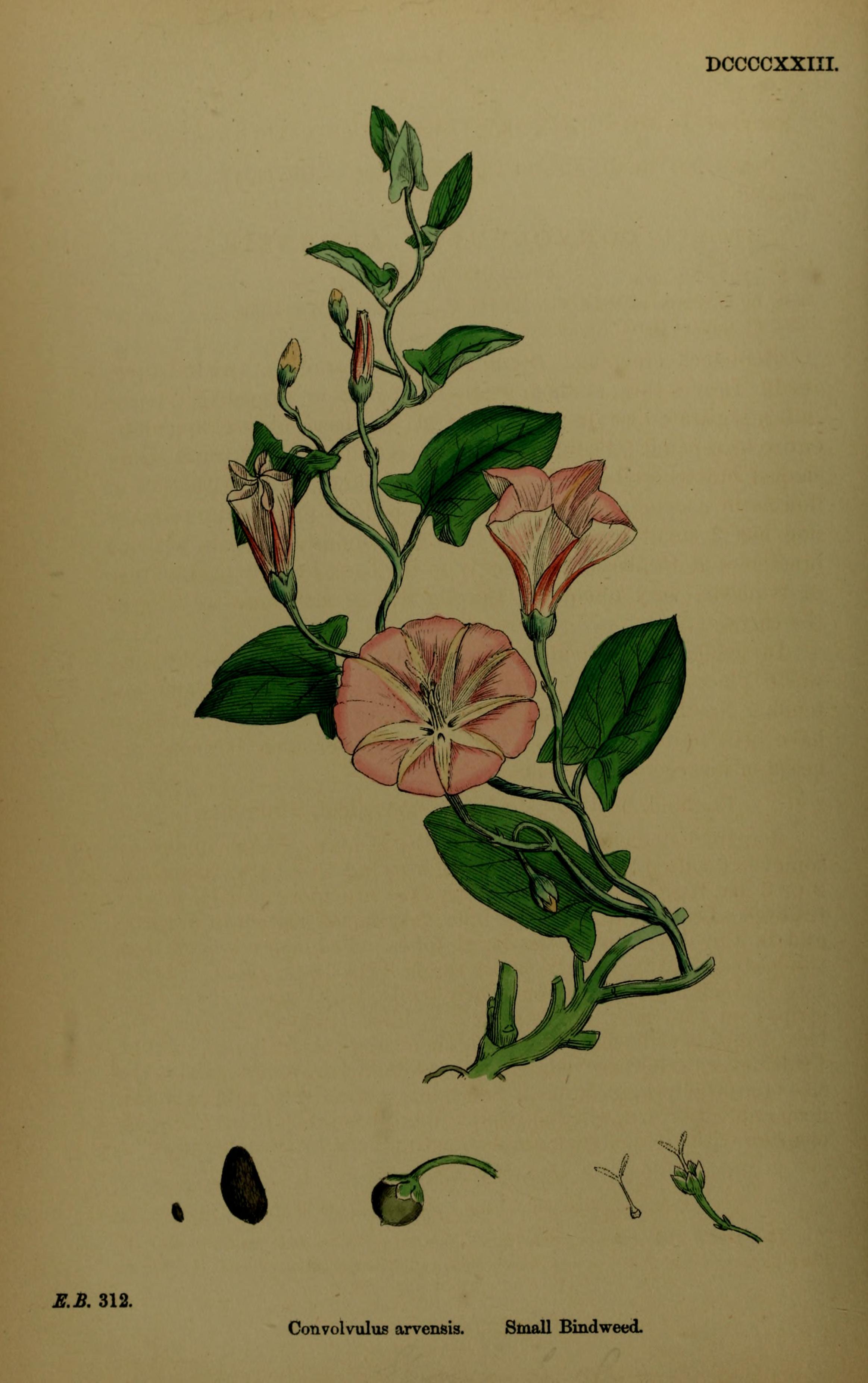 no full size  illustration available (3a)