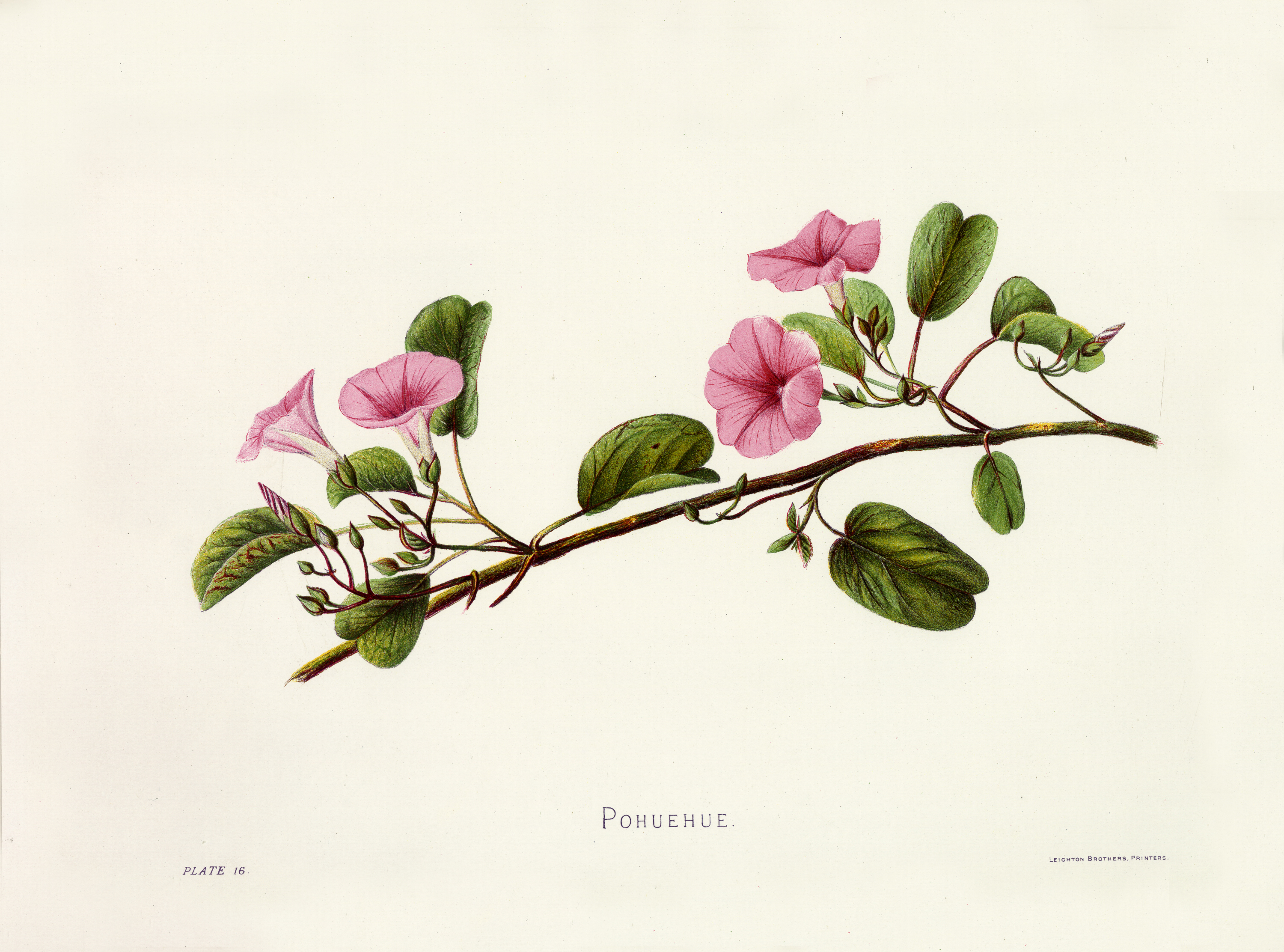 no full size  illustration available (3a)