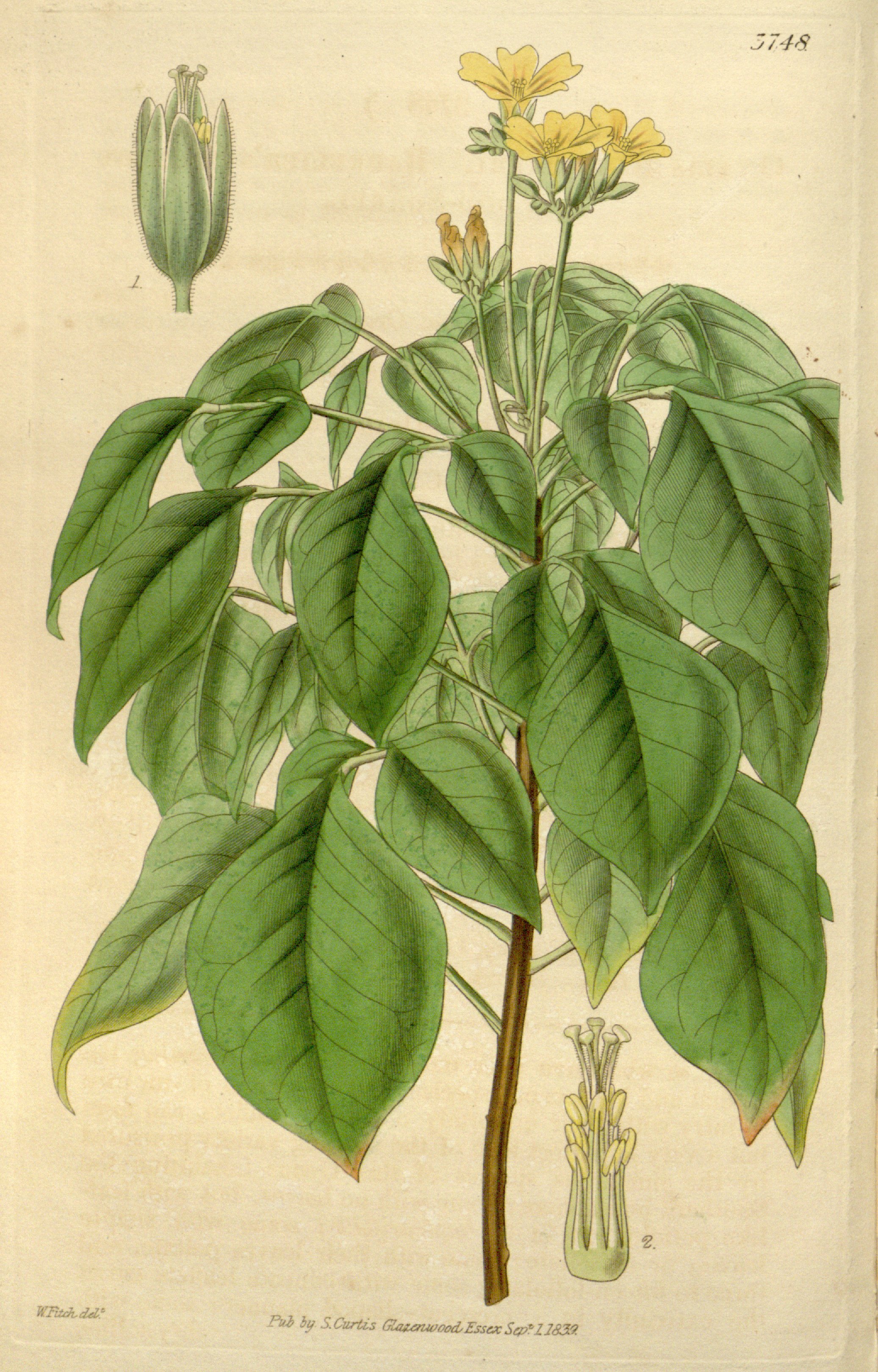 no full size  illustration available (3a)