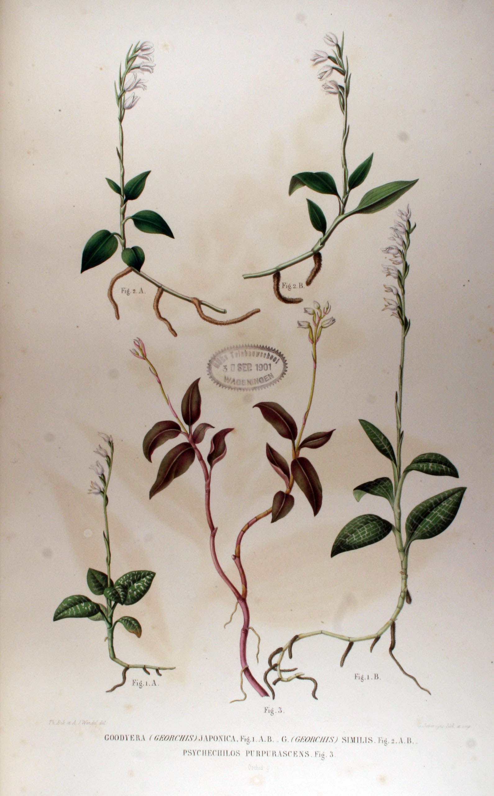 no full size  illustration available (3a)