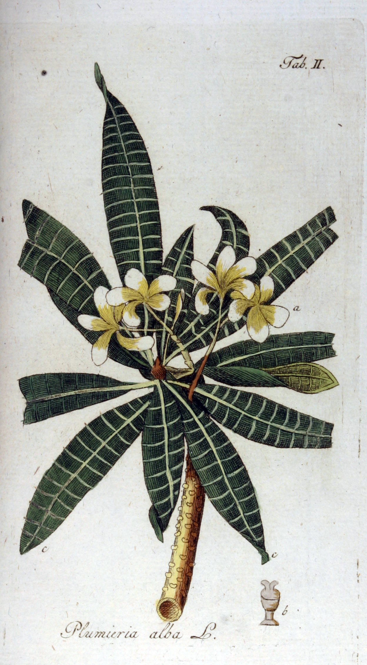 no full size  illustration available (3a)