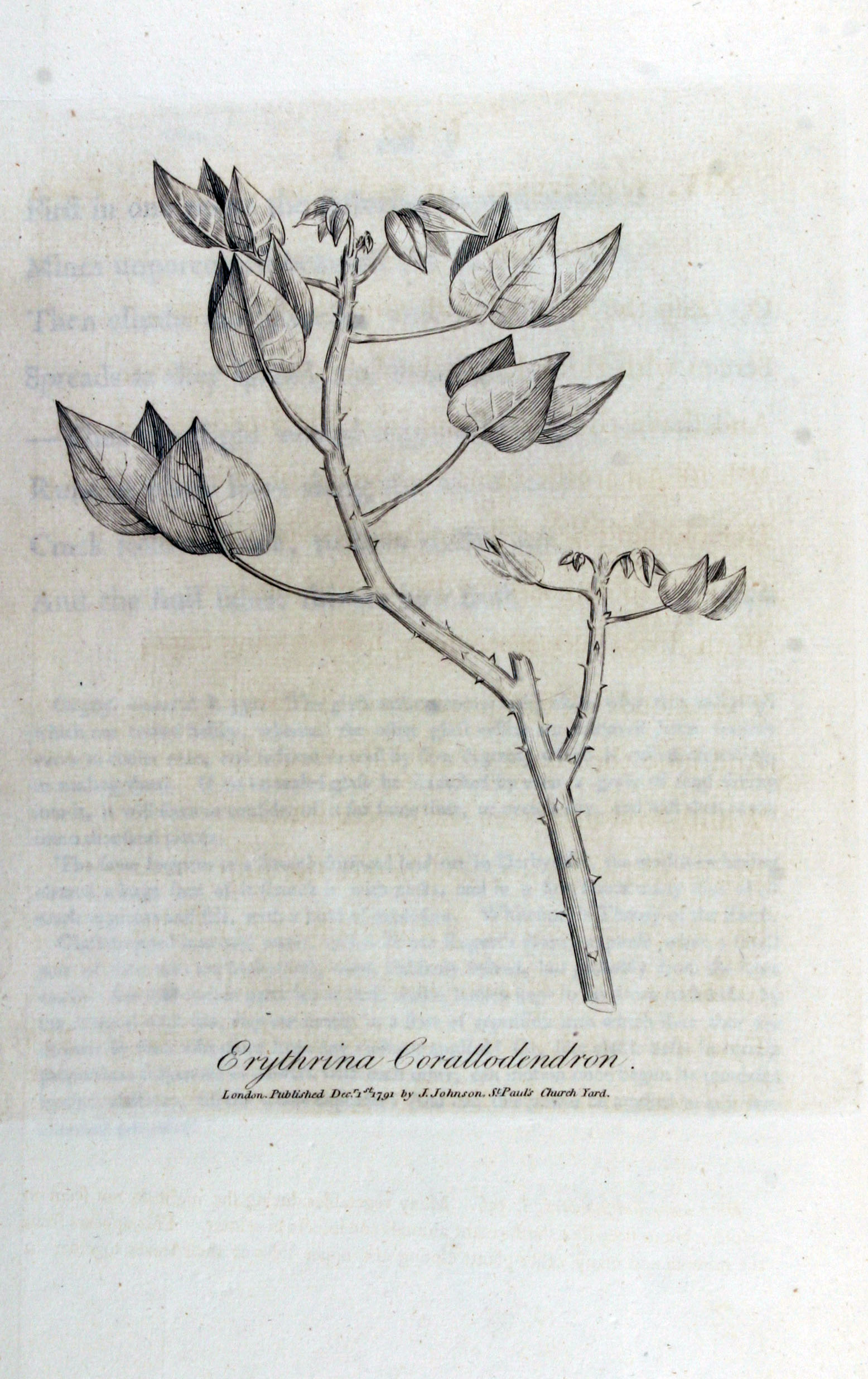 no full size  illustration available (3a)