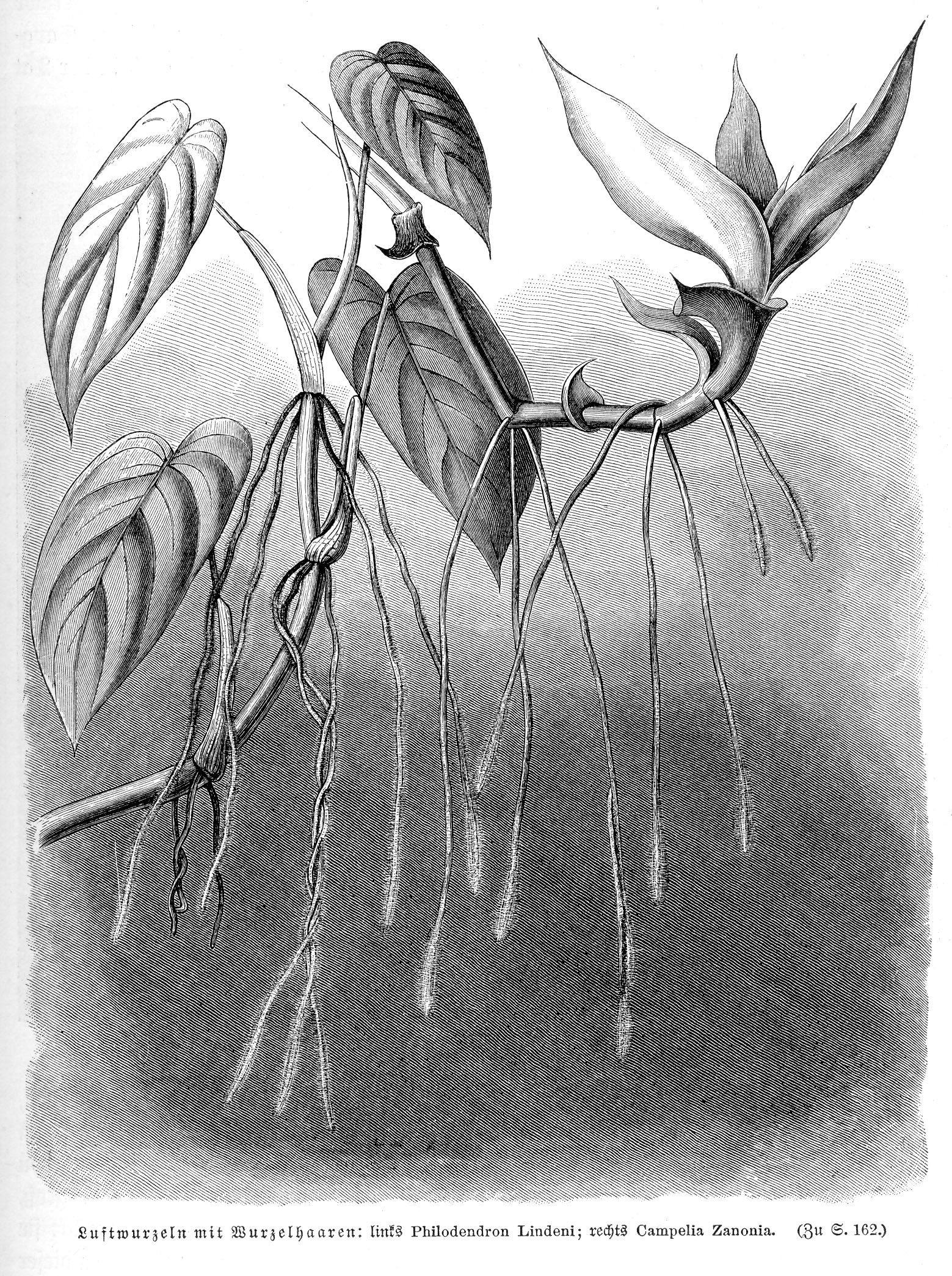 no full size  illustration available (3a)