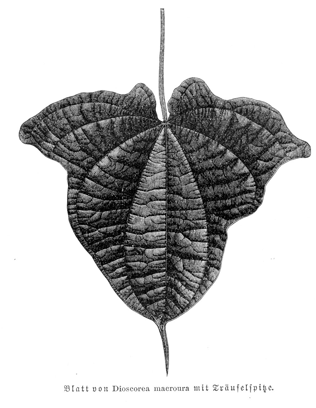 no full size  illustration available (3a)