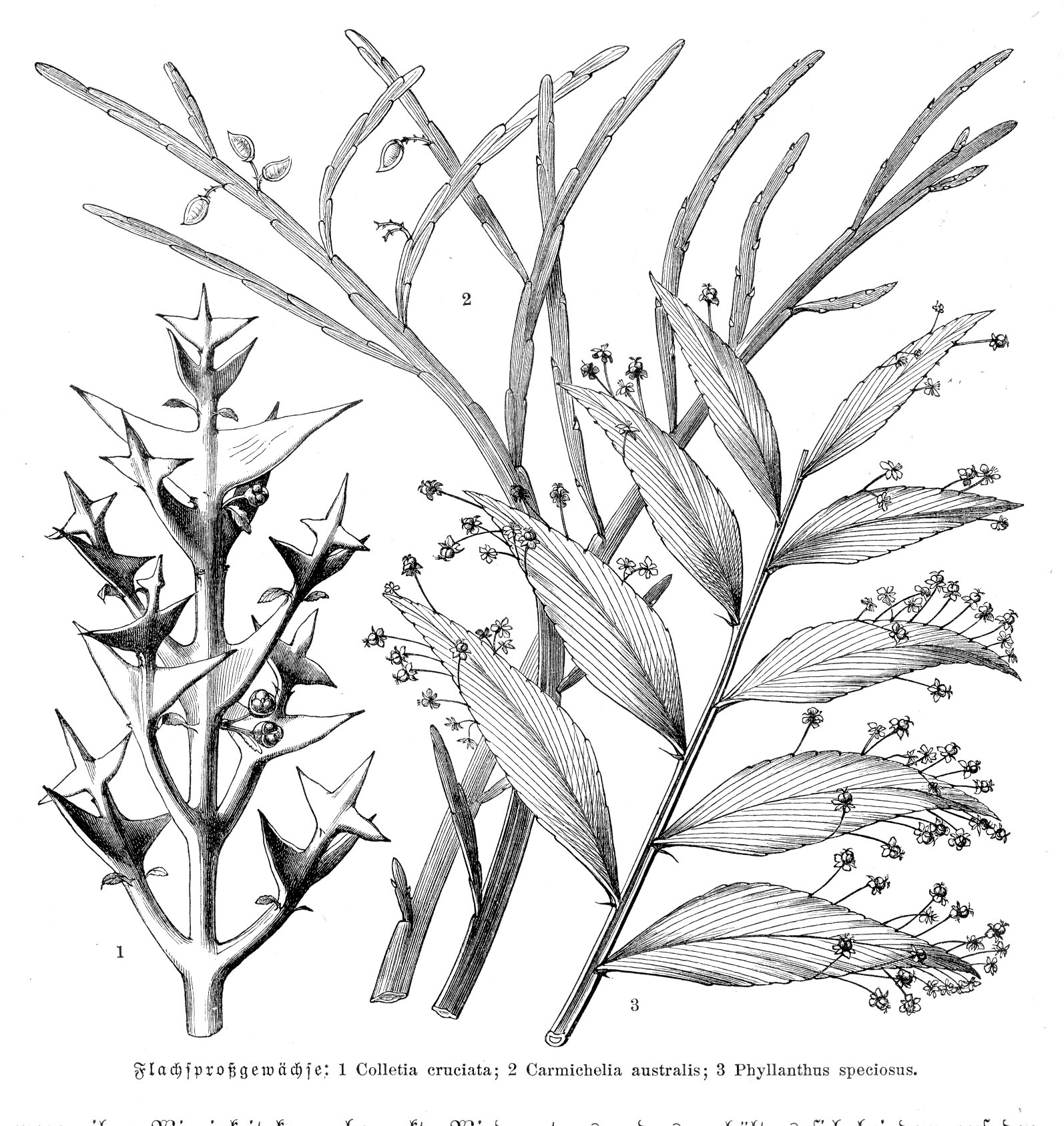 no full size  illustration available (3a)