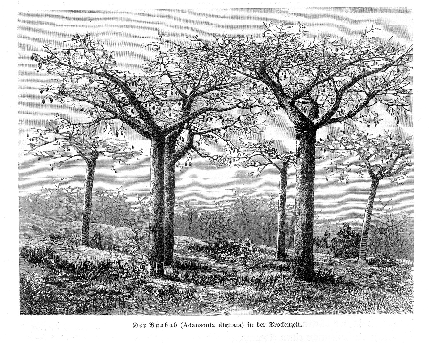 no full size  illustration available (3a)