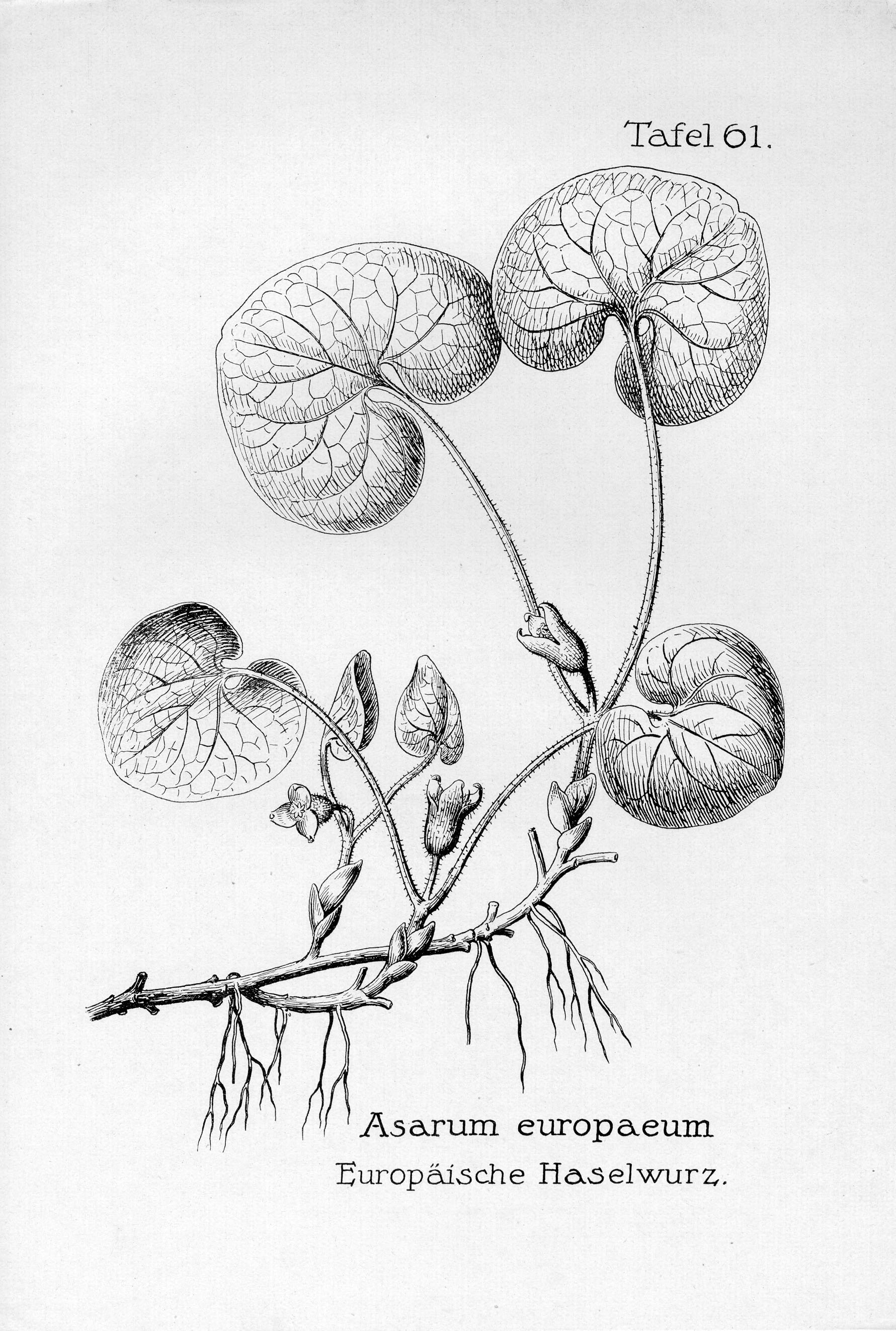 no full size  illustration available (3a)