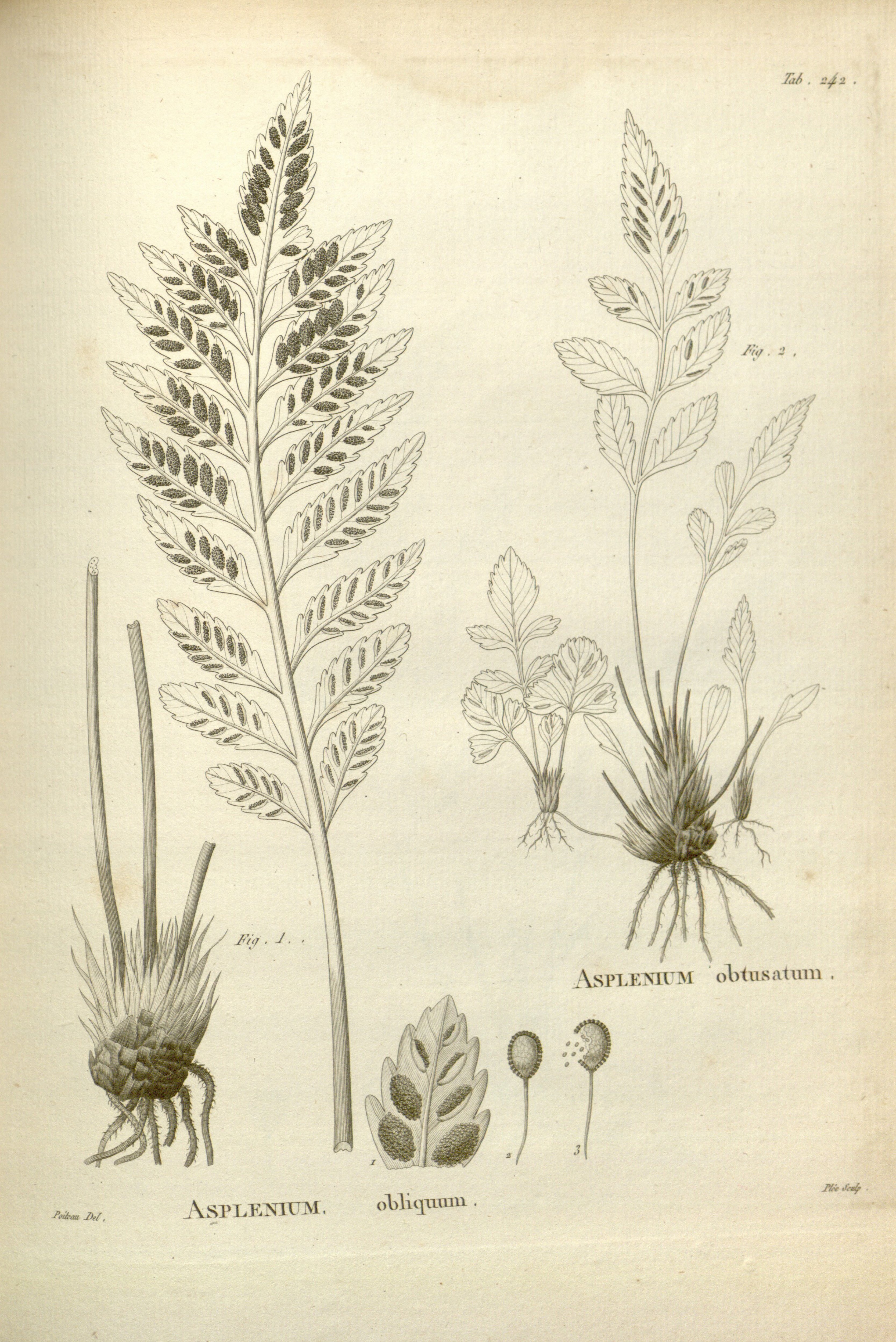 no full size  illustration available (3a)