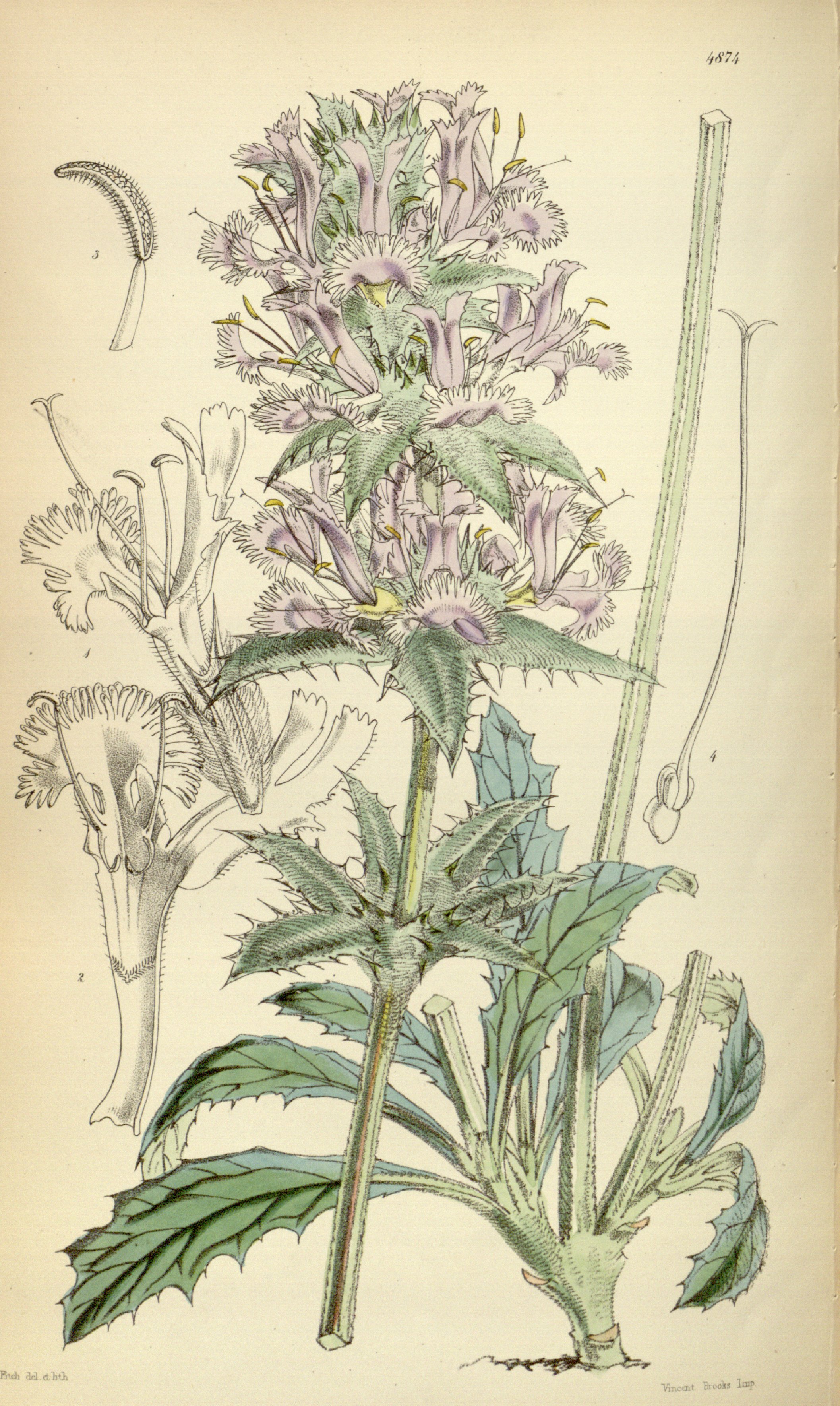 no full size  illustration available (3a)