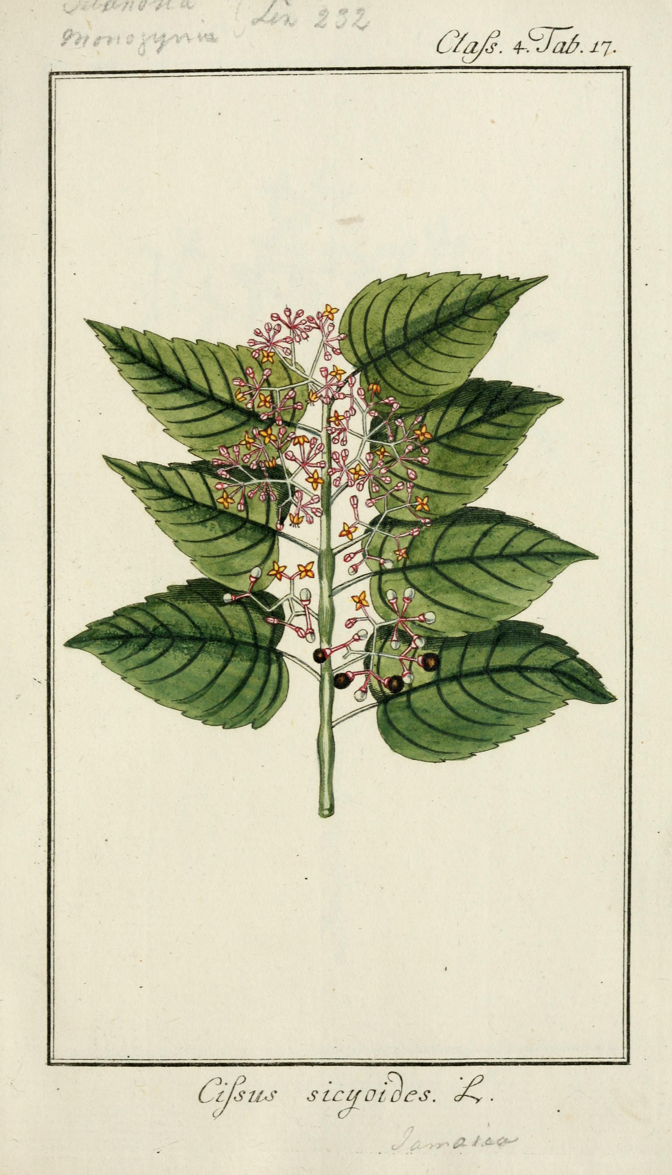 no full size  illustration available (3a)