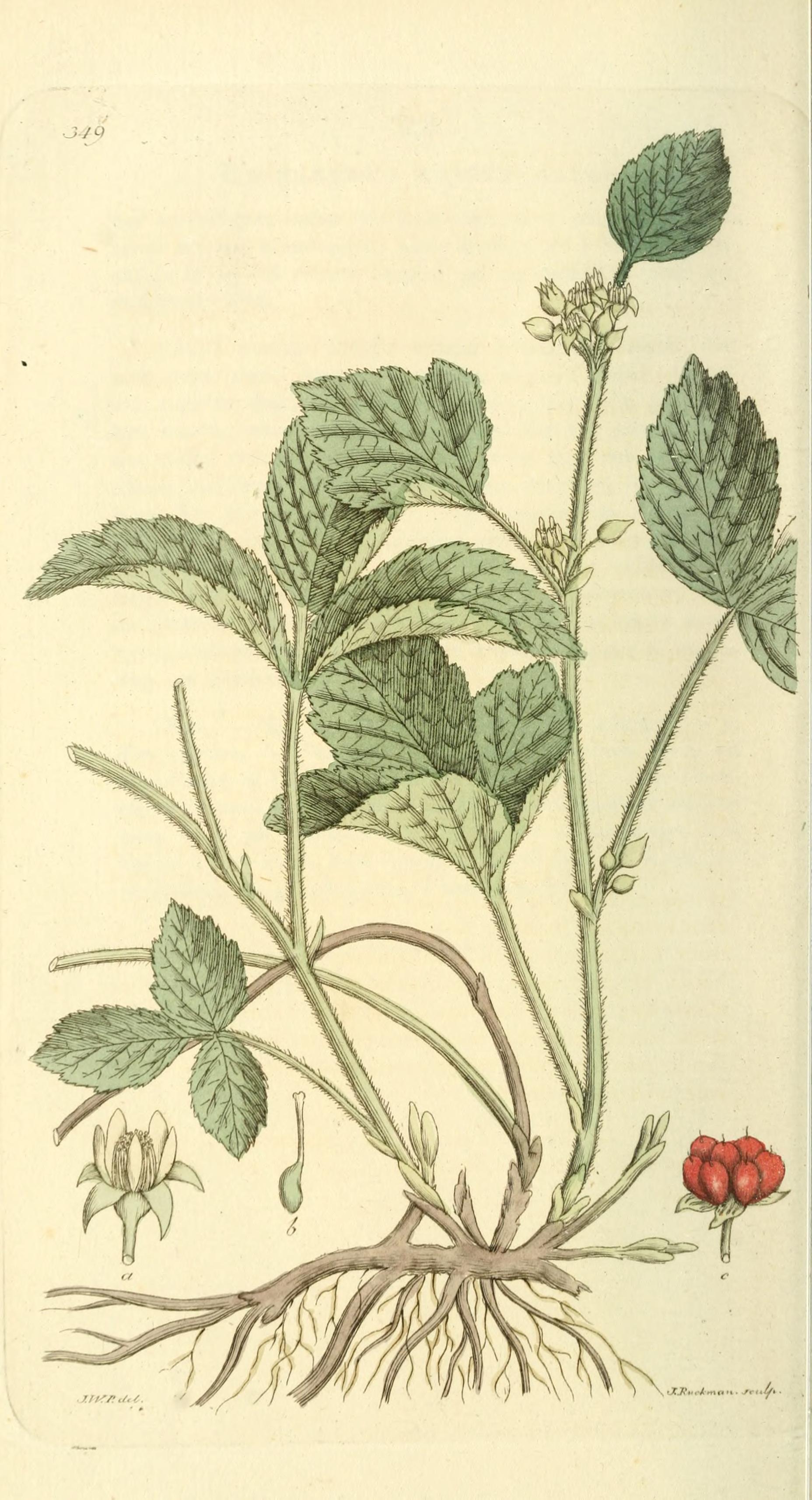 no full size  illustration available (3a)