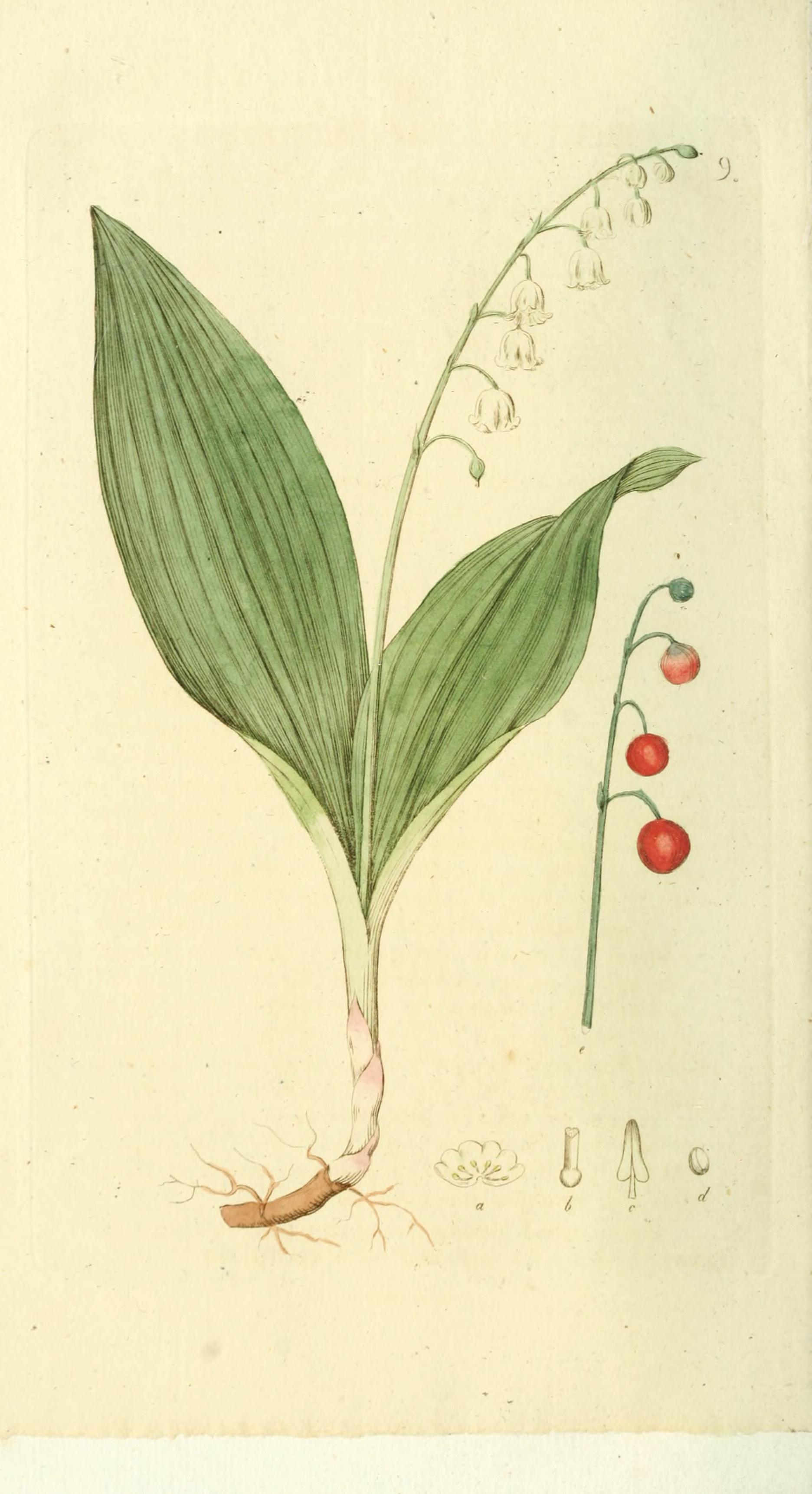 no full size  illustration available (3a)