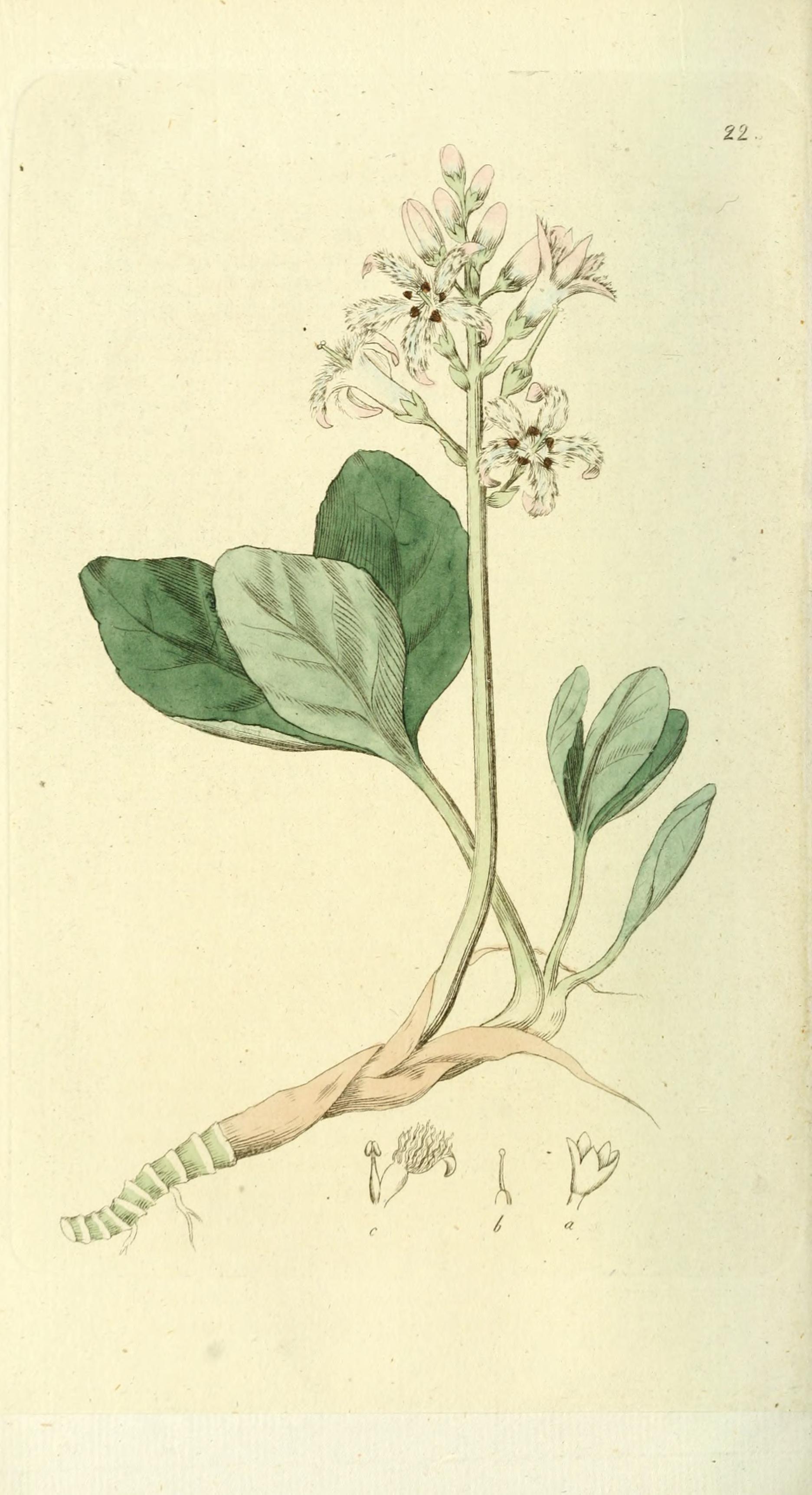 no full size  illustration available (3a)