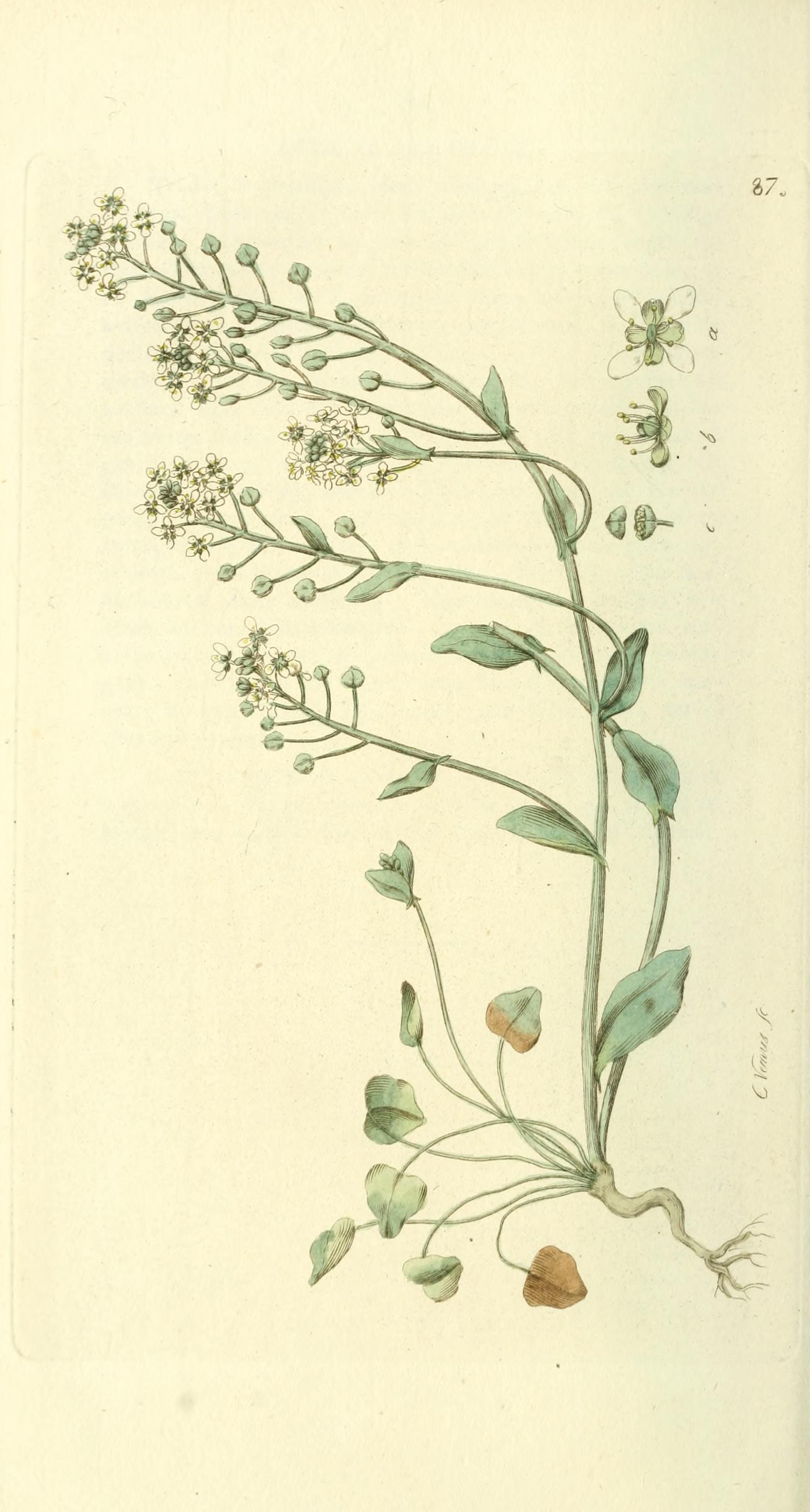 no full size  illustration available (3a)