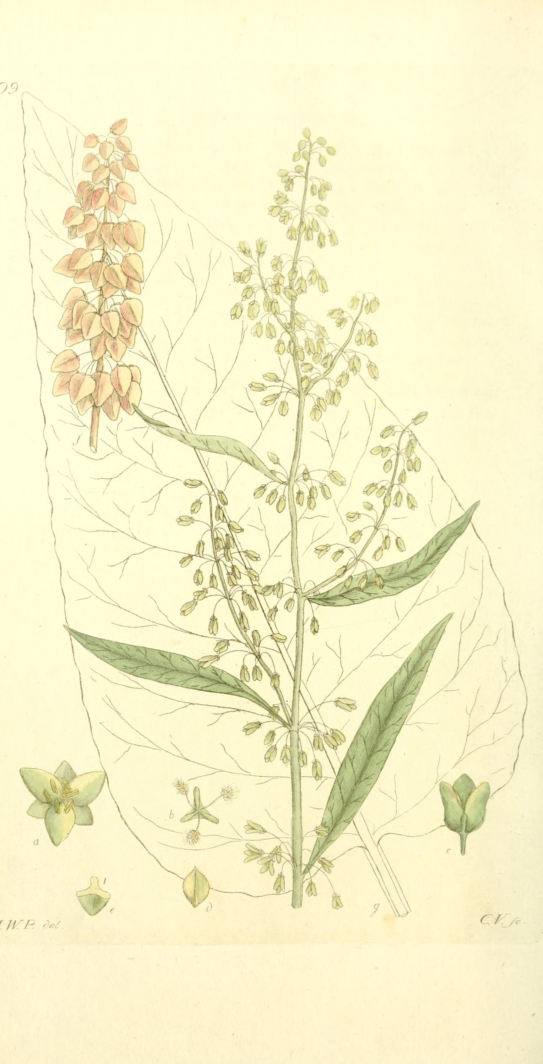 no full size  illustration available (3a)