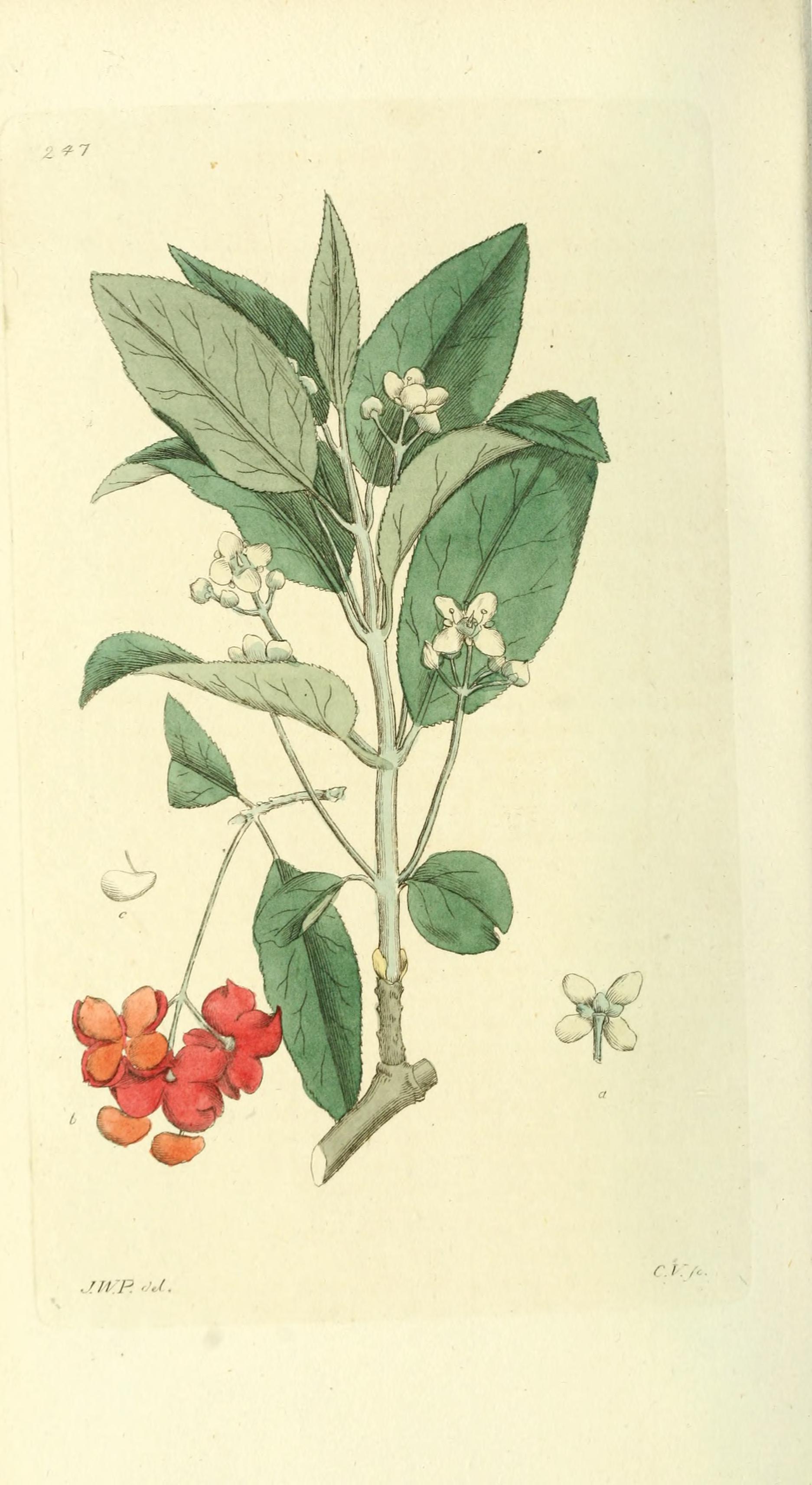 no full size  illustration available (3a)