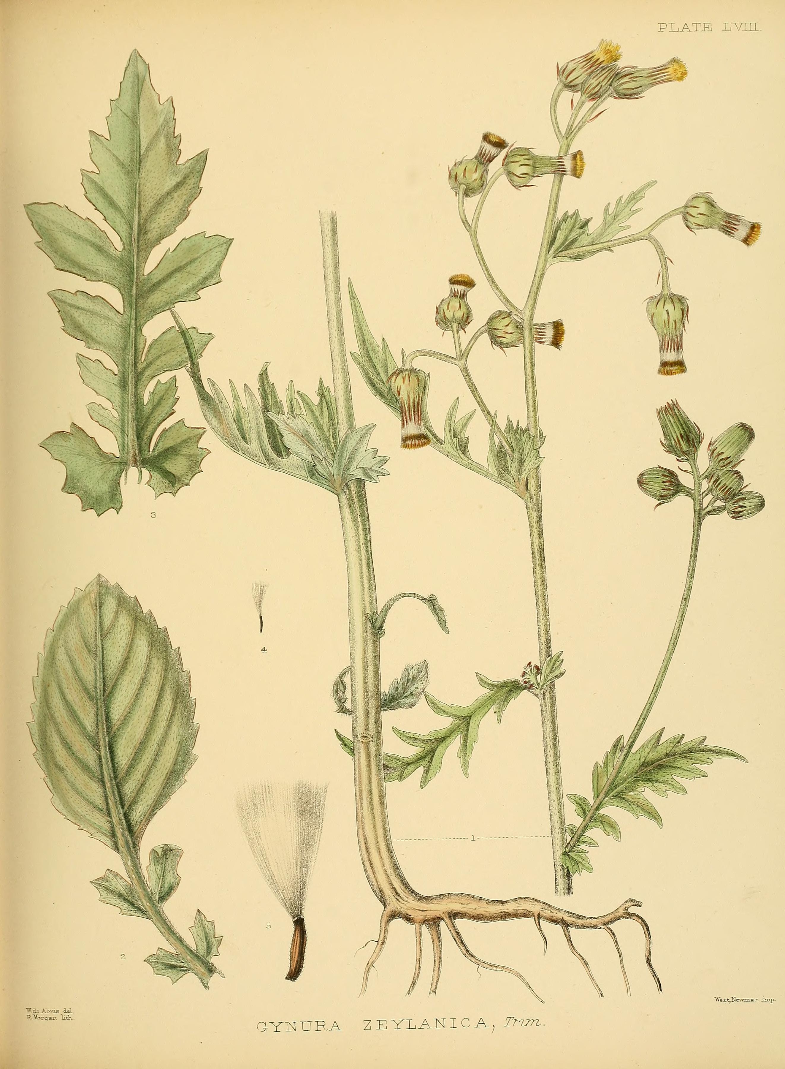 no full size  illustration available (3a)