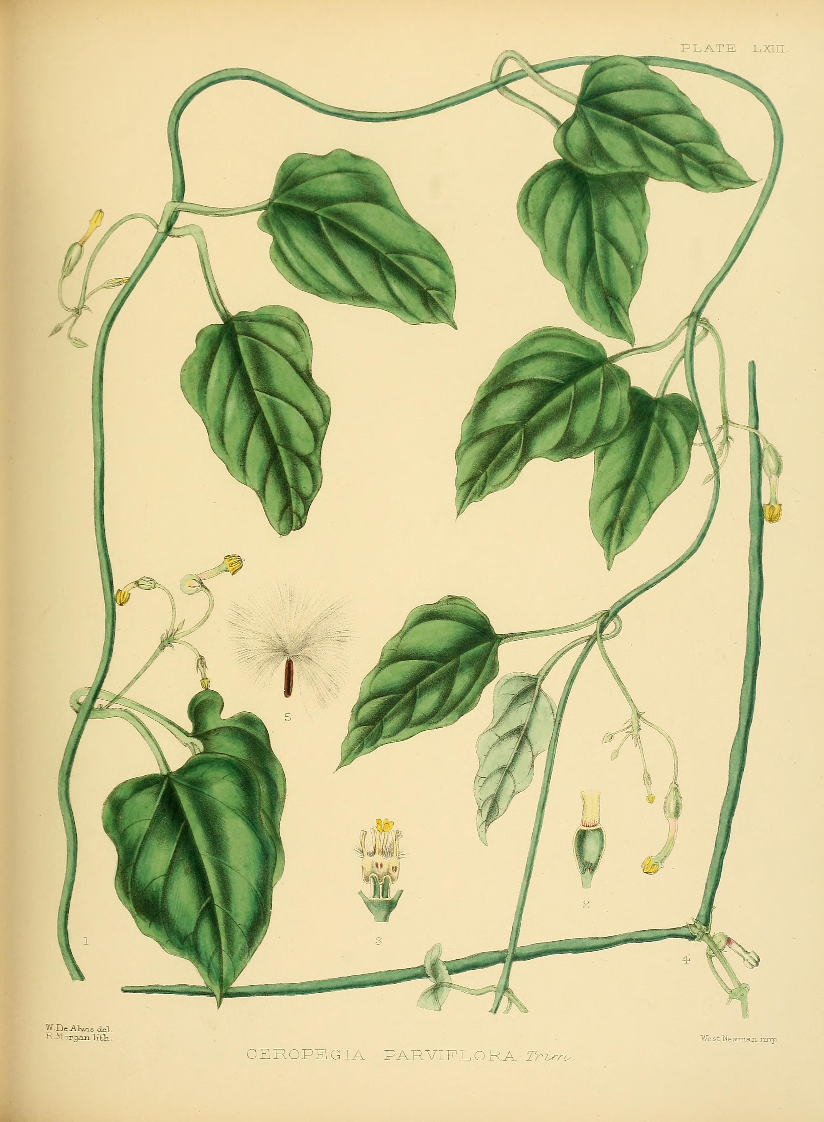 no full size  illustration available (3a)