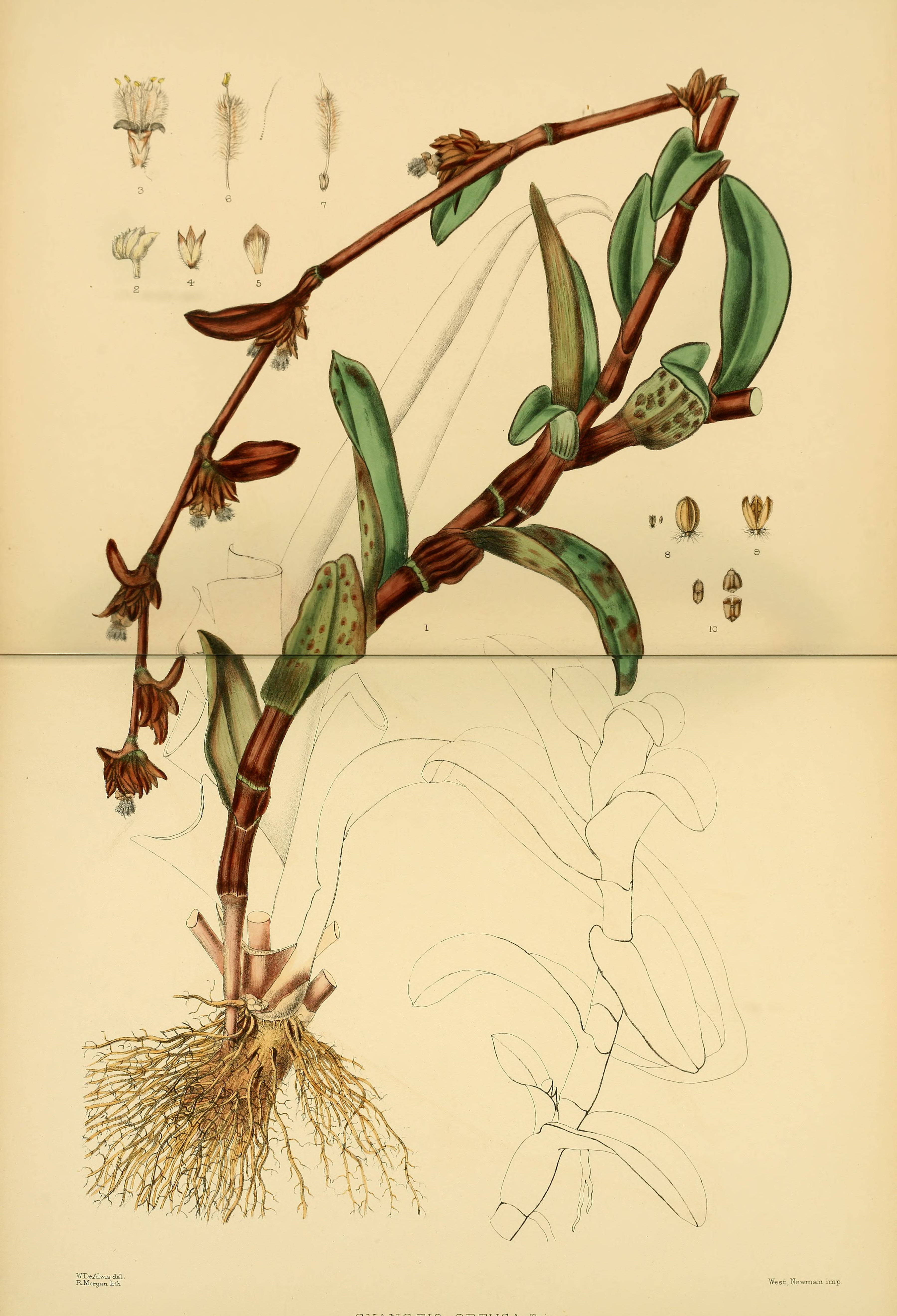 no full size  illustration available (3a)